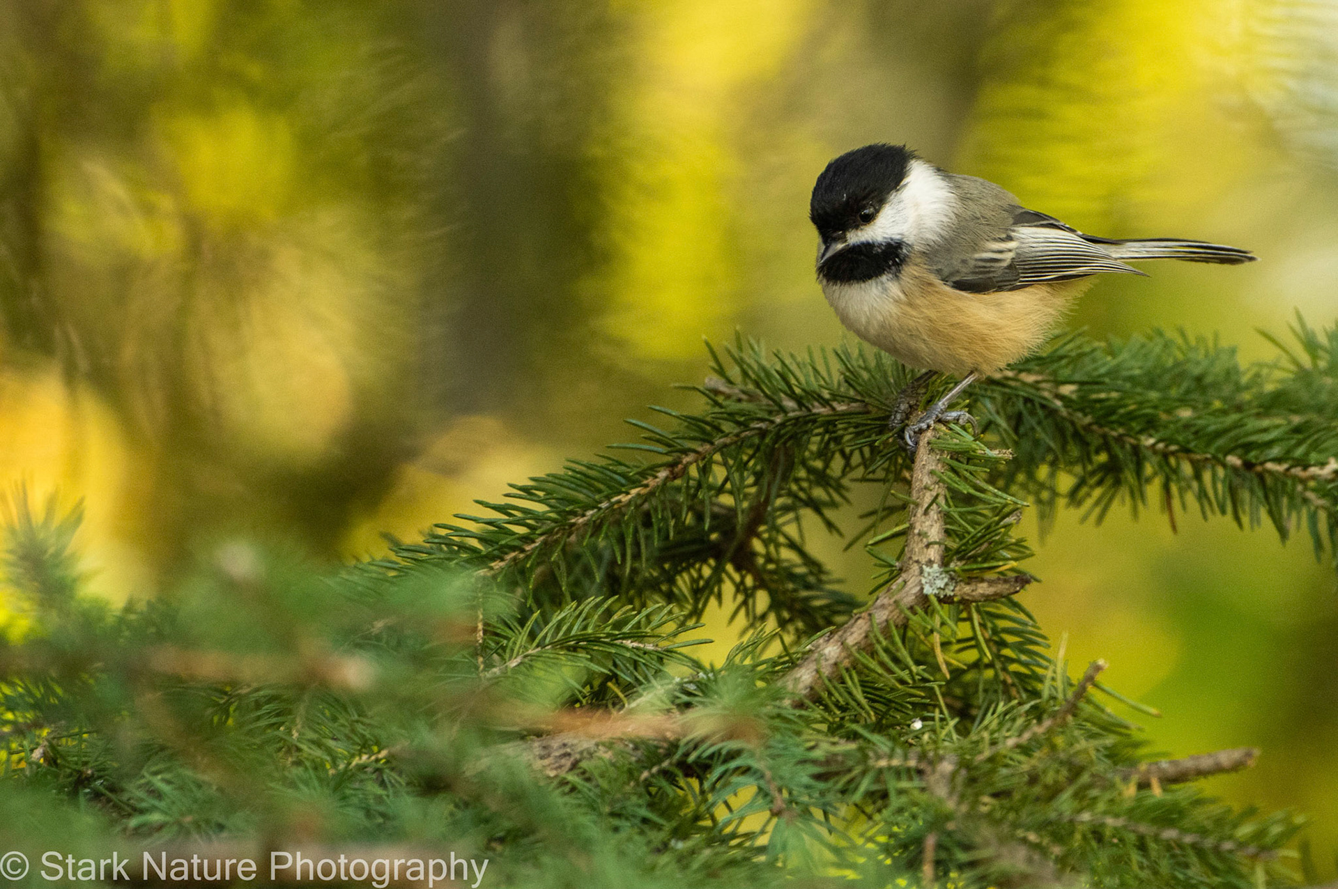 Chickadee_001