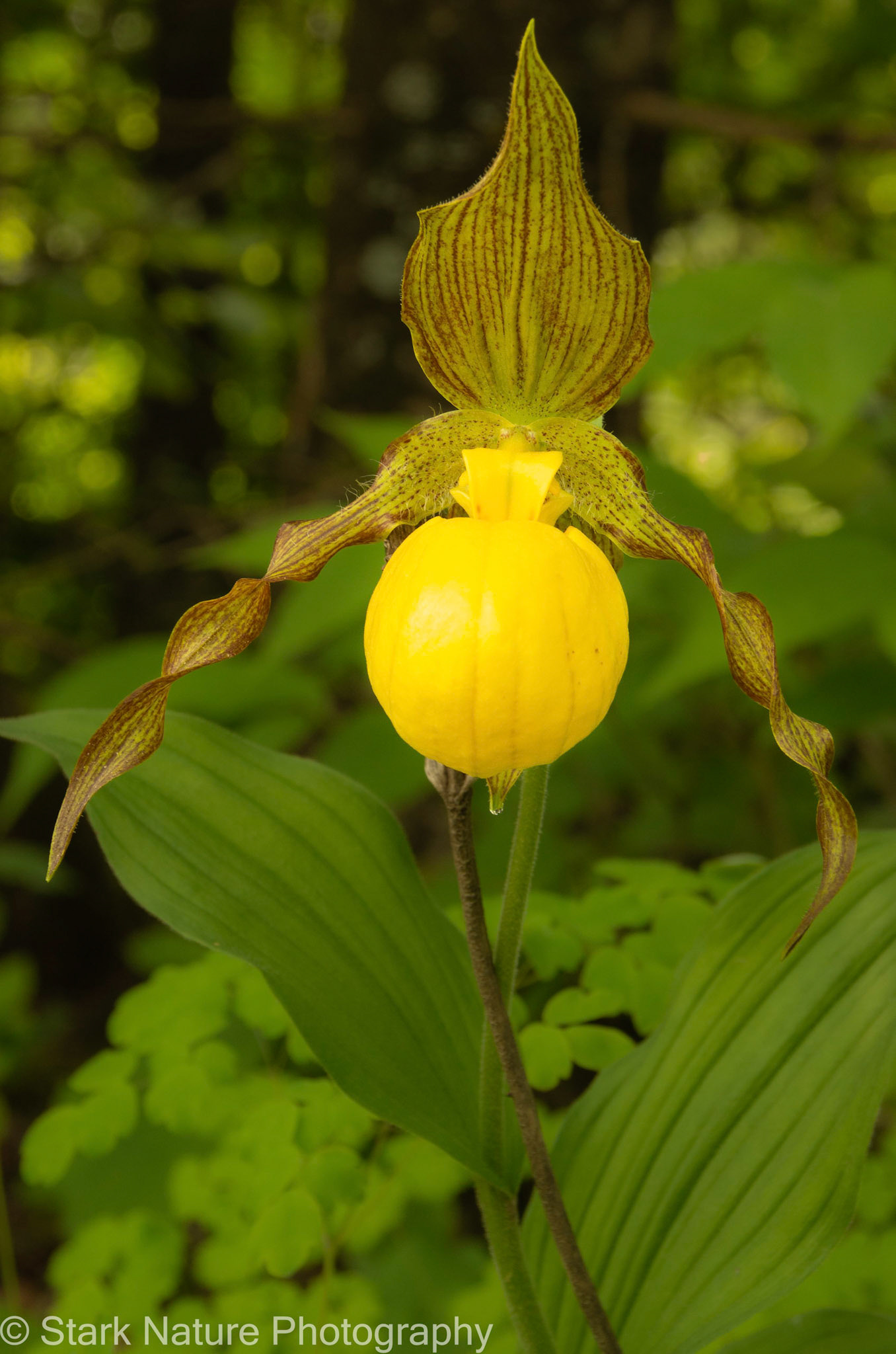 Yellow Ladyslipper_001