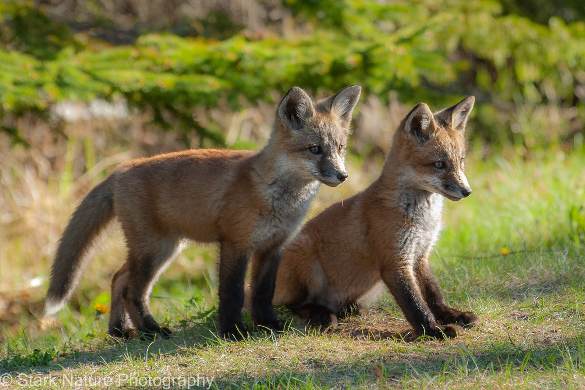 Fox_002