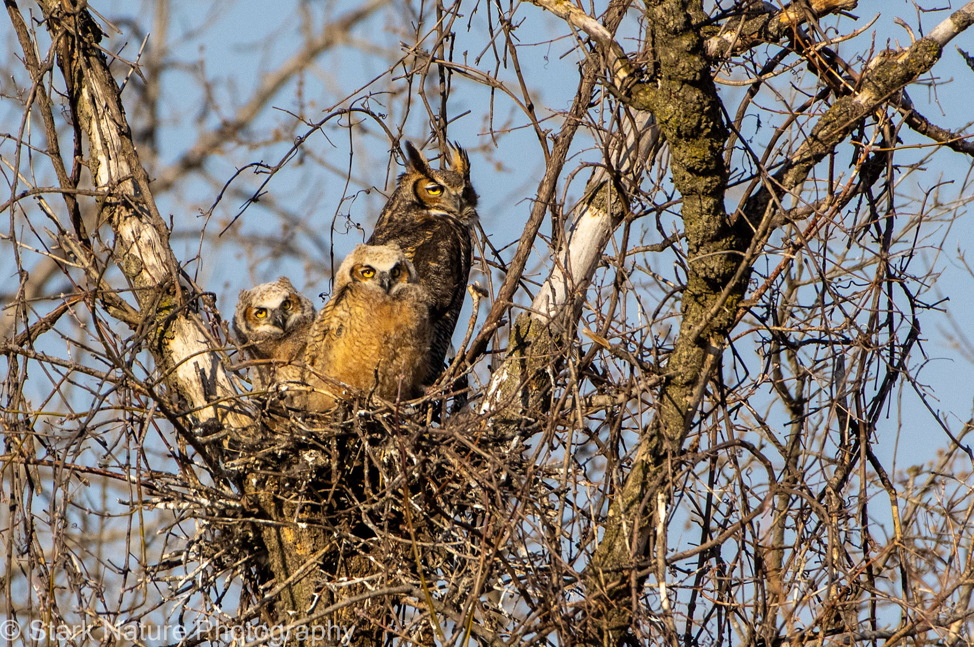 Great Horned Owl_001