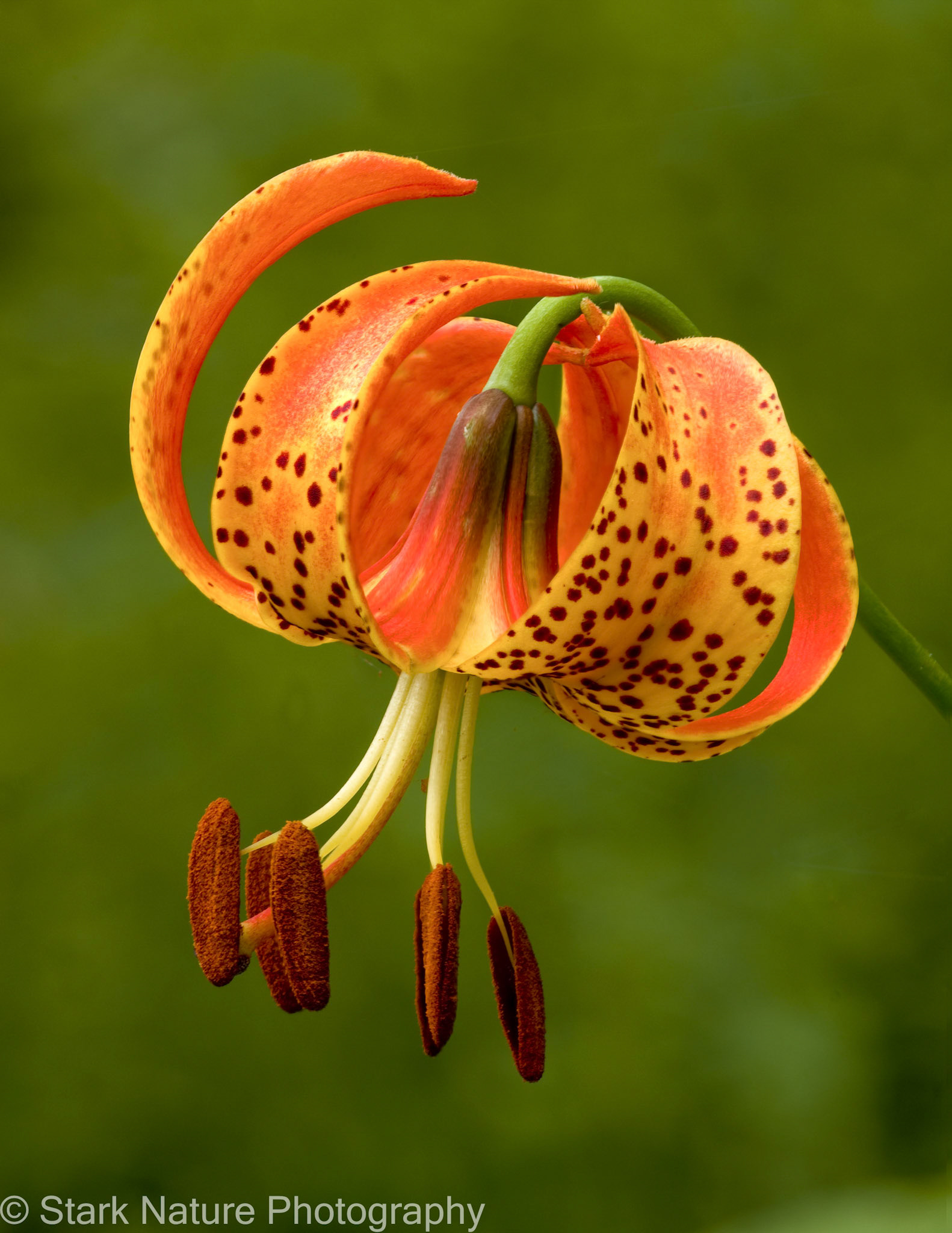 Wood Lilly_001