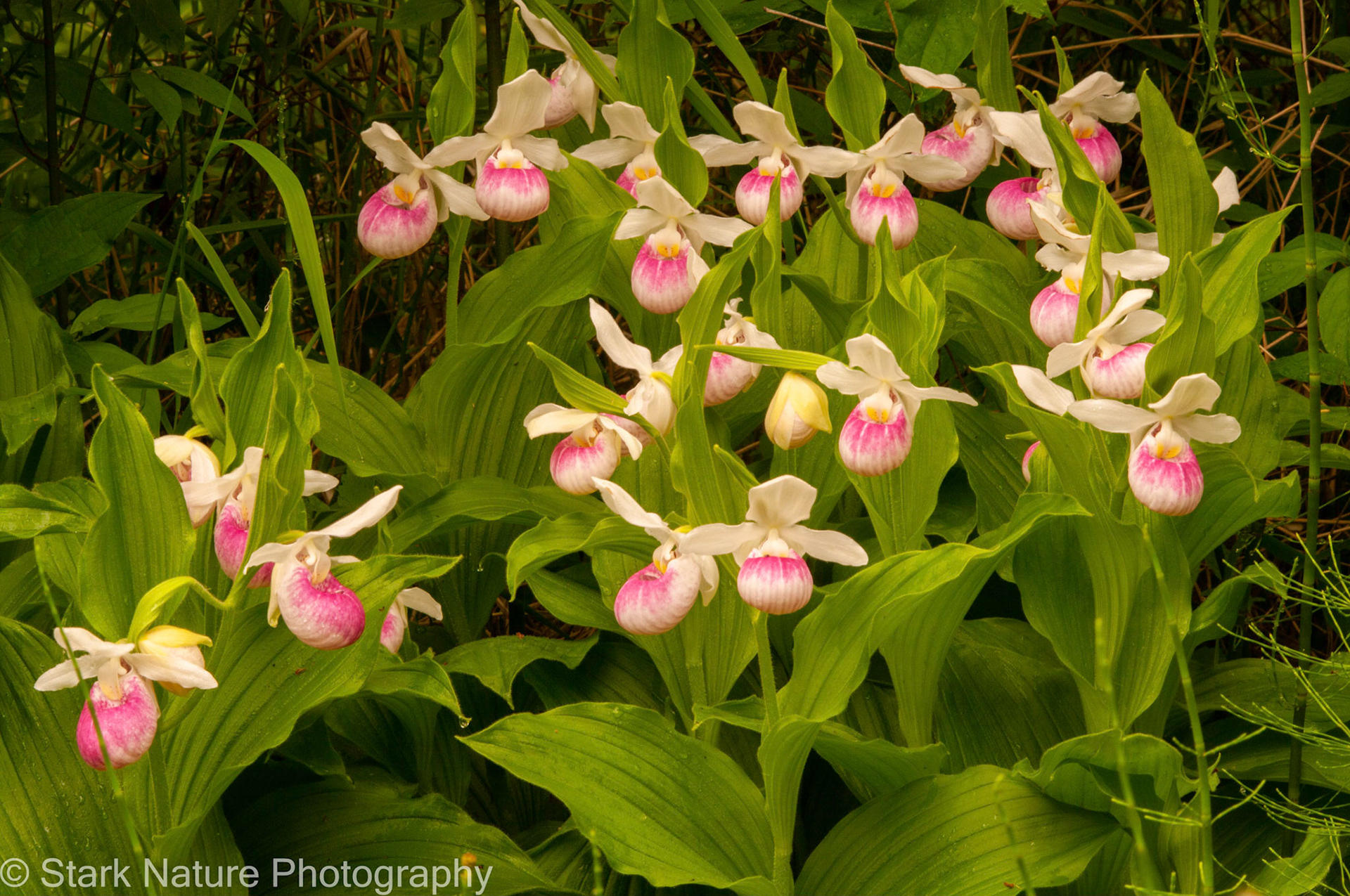 Showy Ladyslipper_001