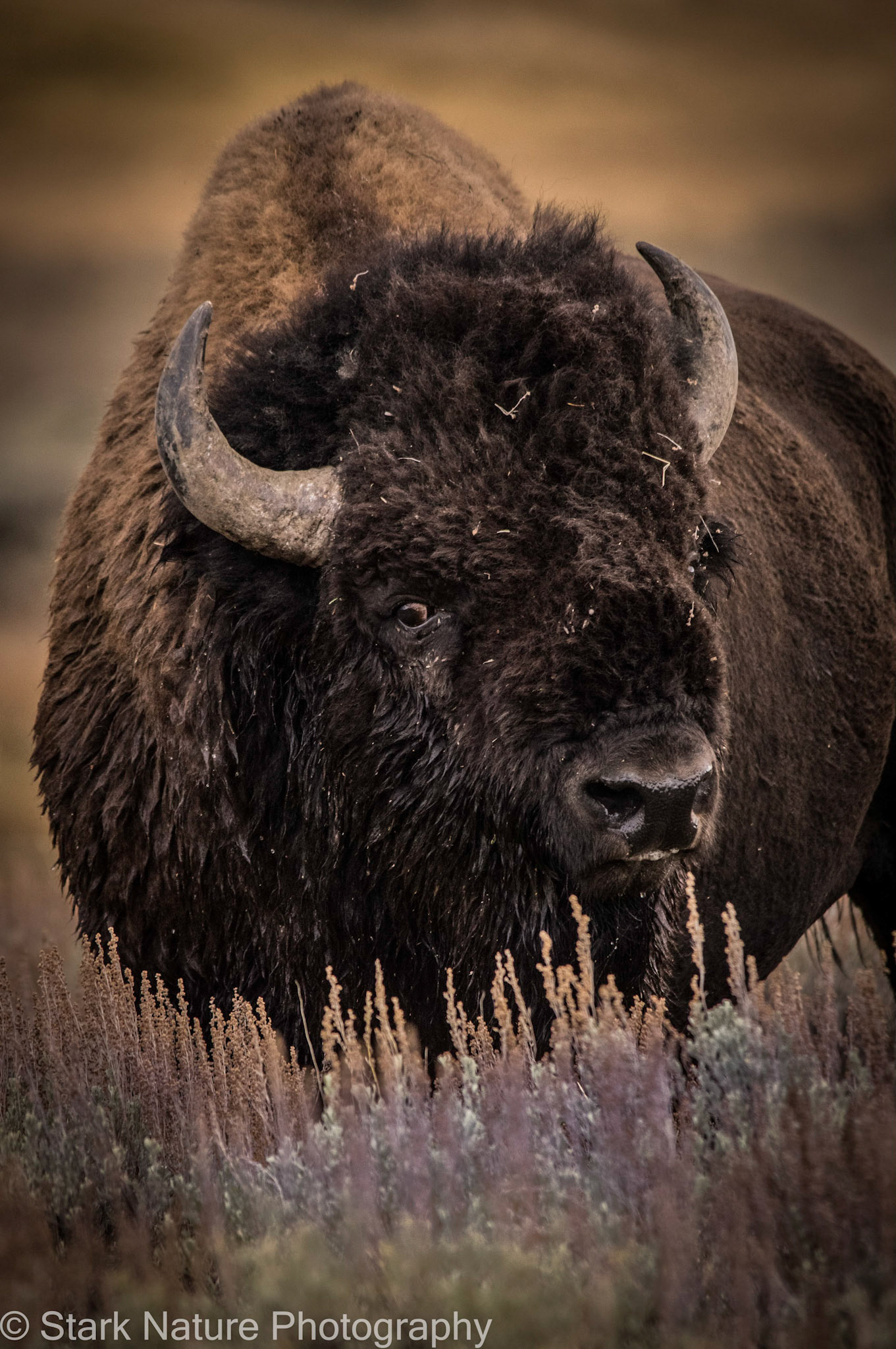 Buffalo_002