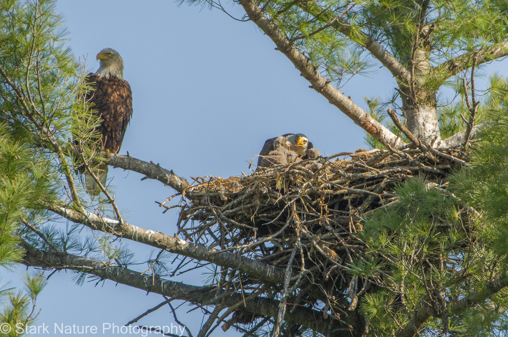Eagles, Pine Island MN