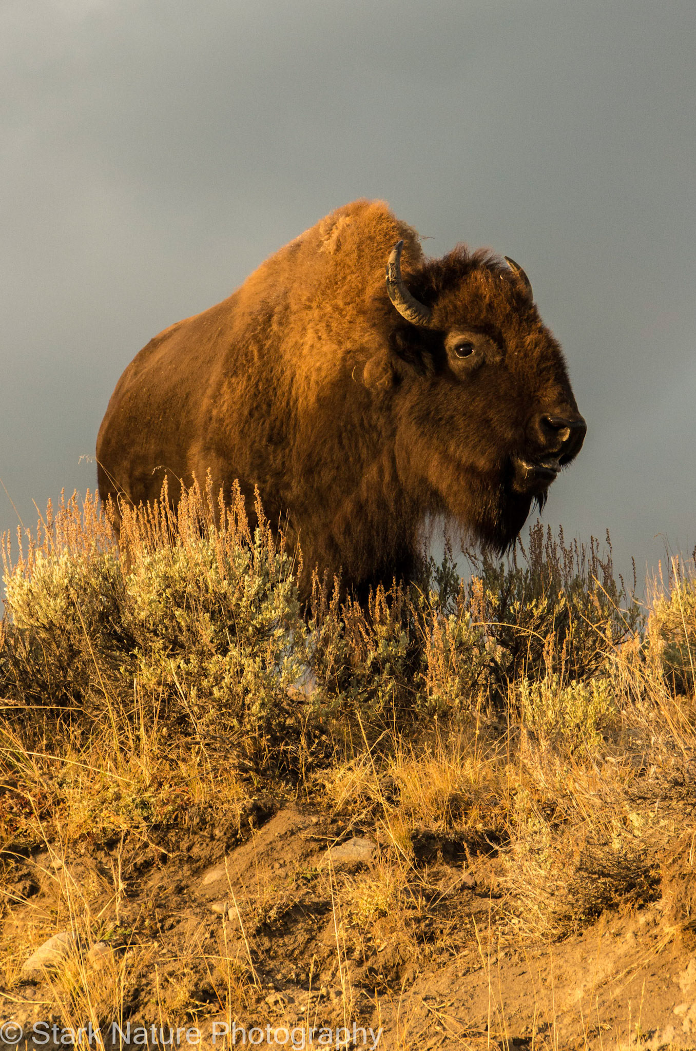 Buffalo_001