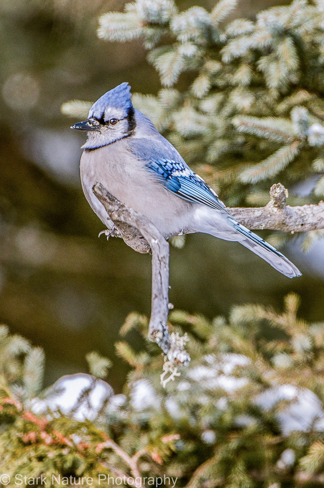 Blue Jay_001