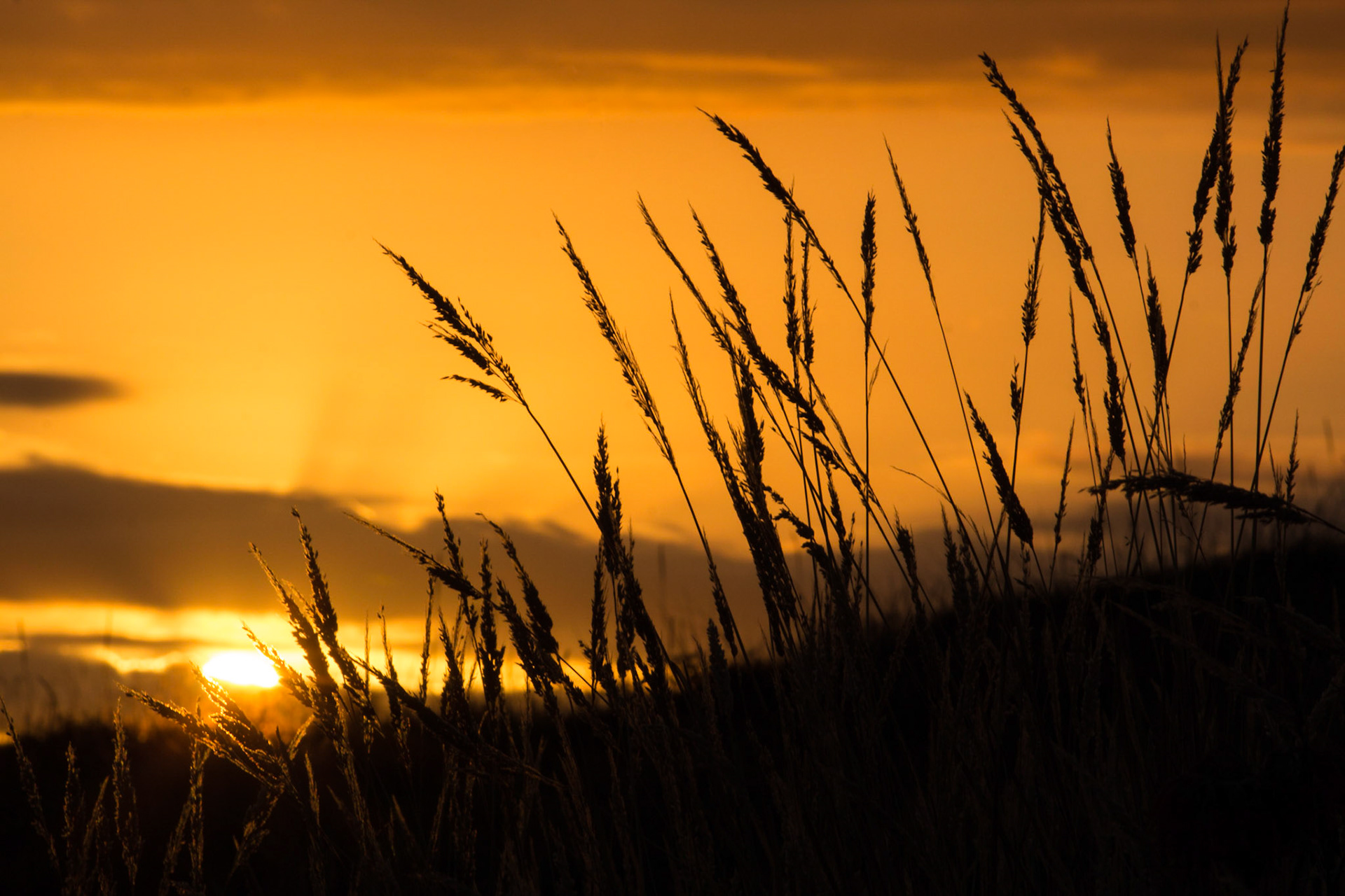 Sunrise over the dunes, Bay of Plenty, New Zealand