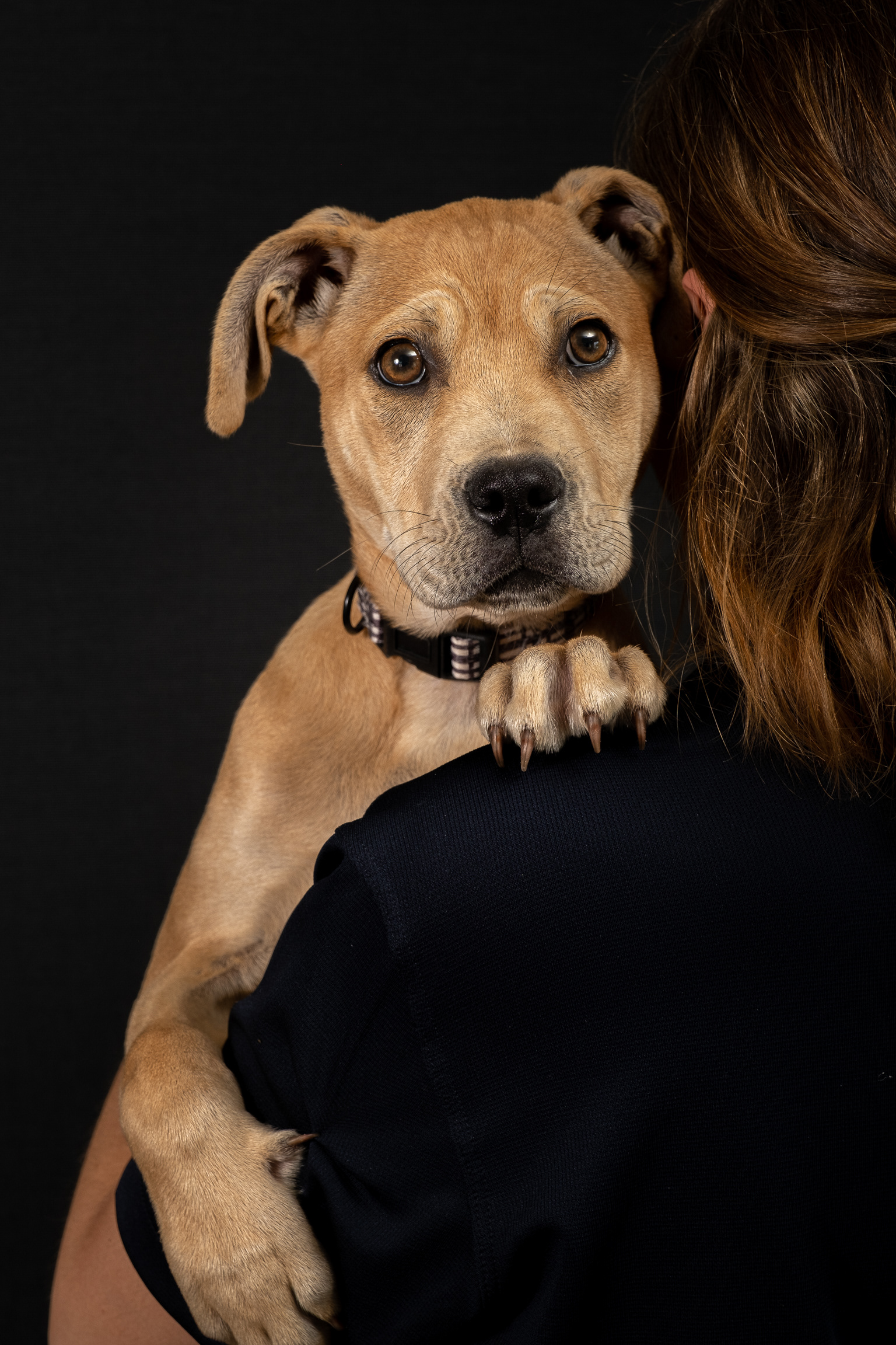 Dog portrait SPCA Tauranga