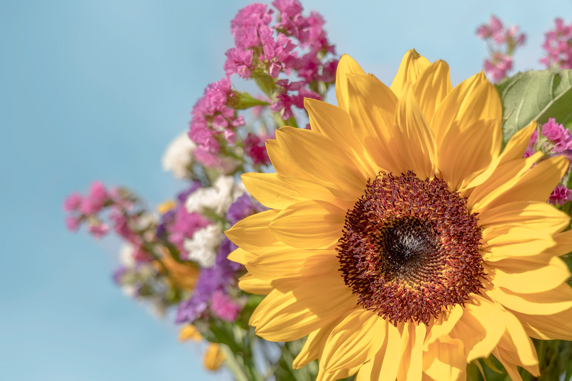 Garden beauties- sunflower