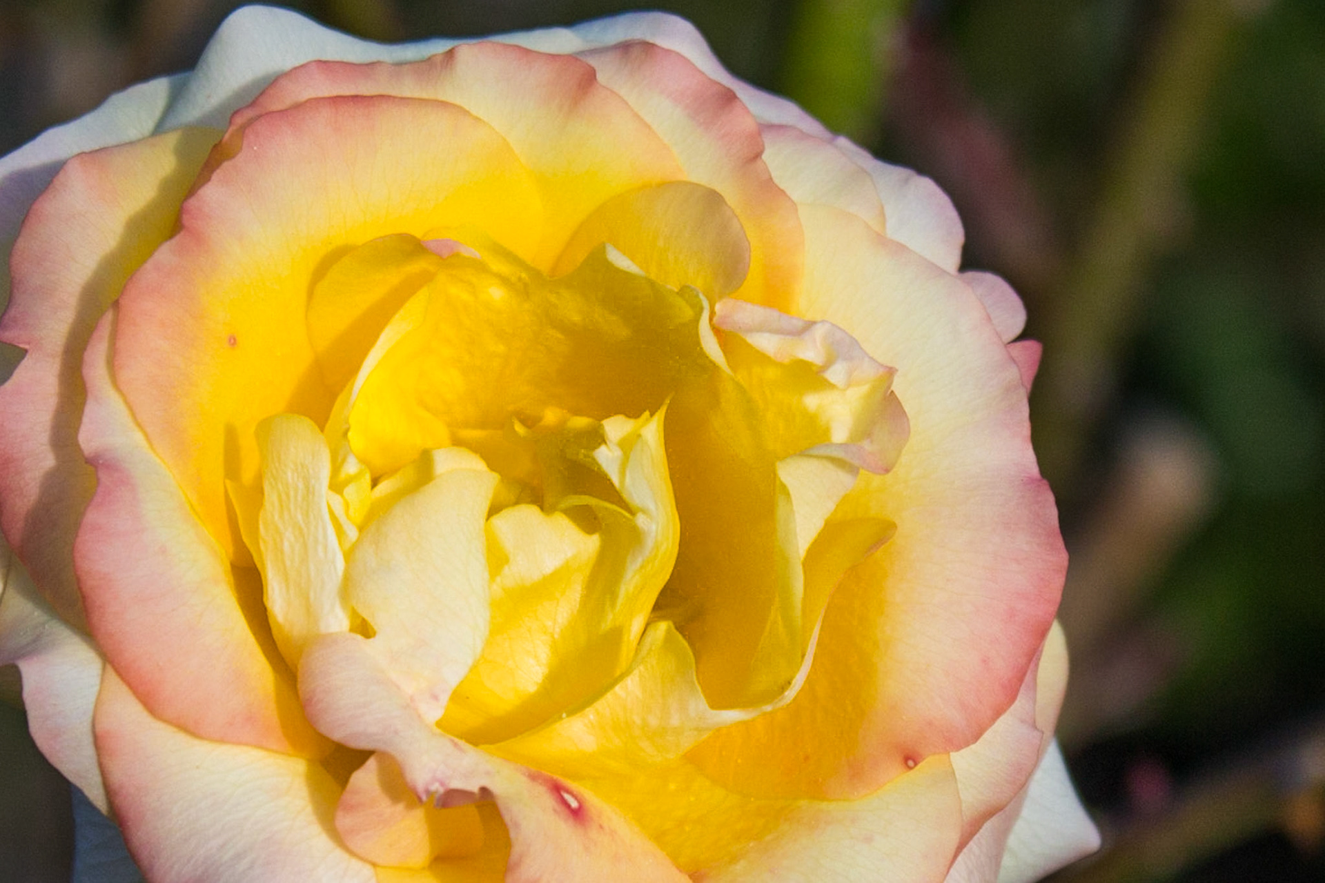 Garden beauties- rose