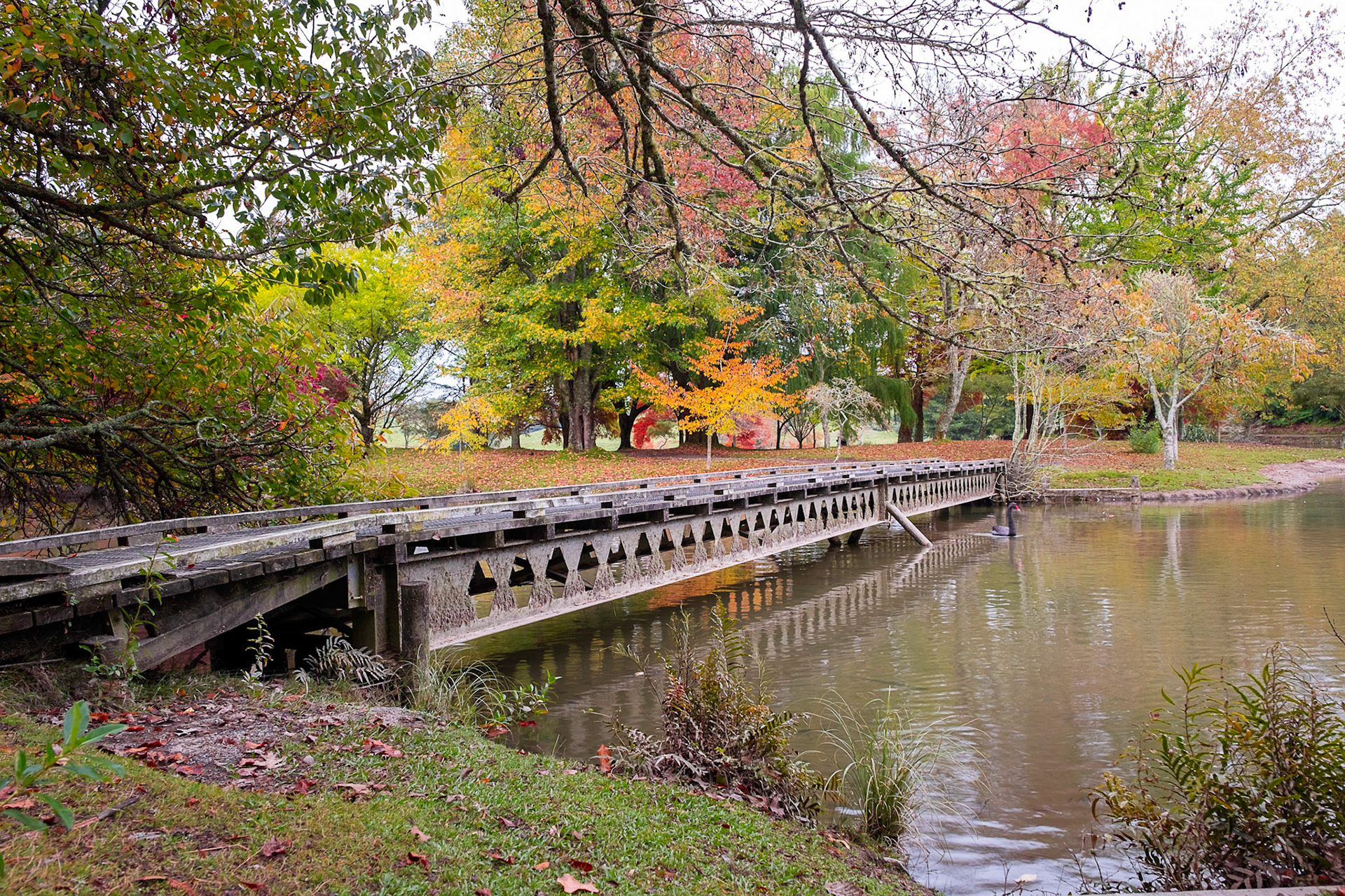 Bridge over water at Mclaren's Falls Park, Tauranga
