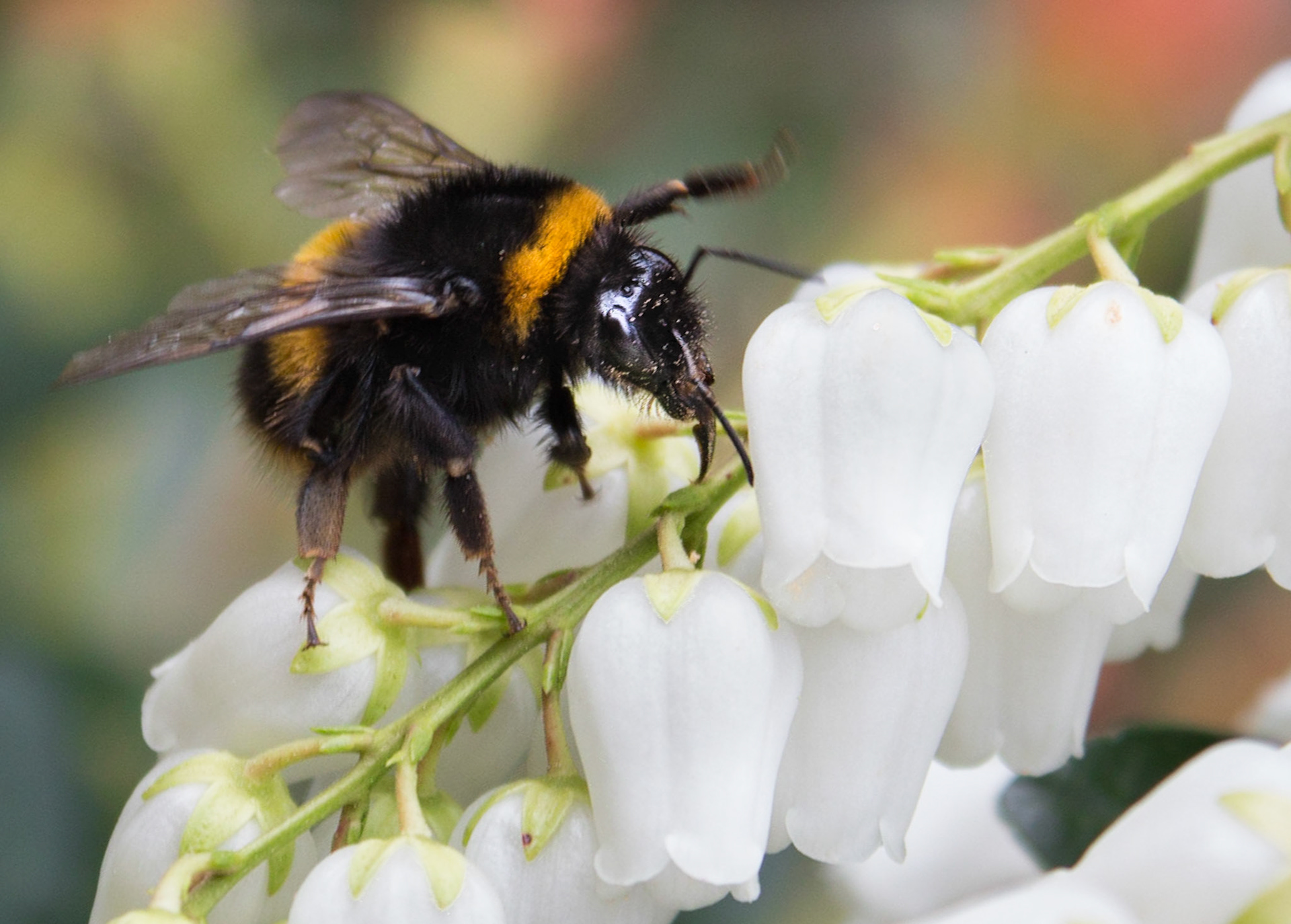 Garden beauties- bumpble bee