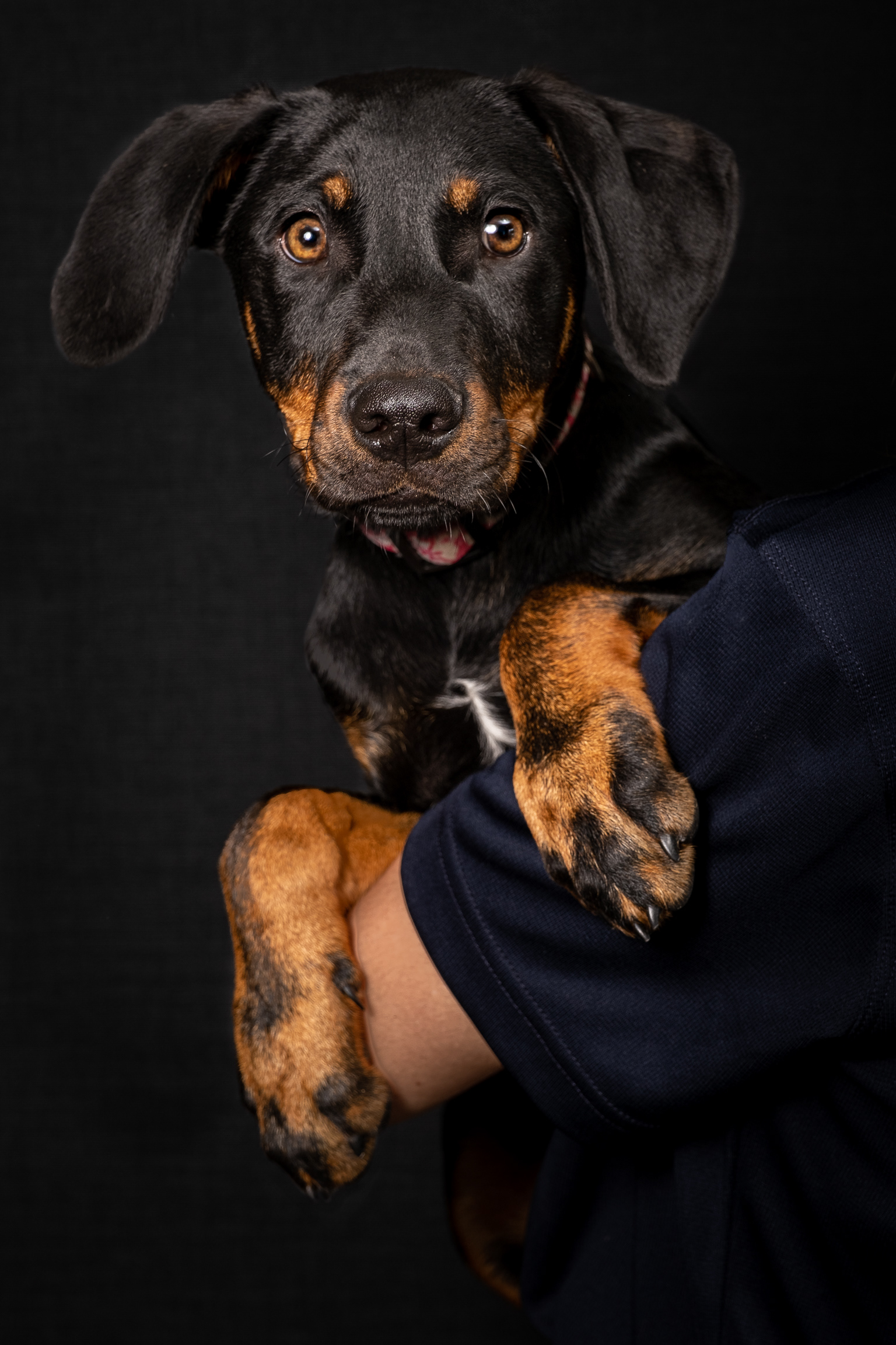 Dog portrait SPCA Tauranga