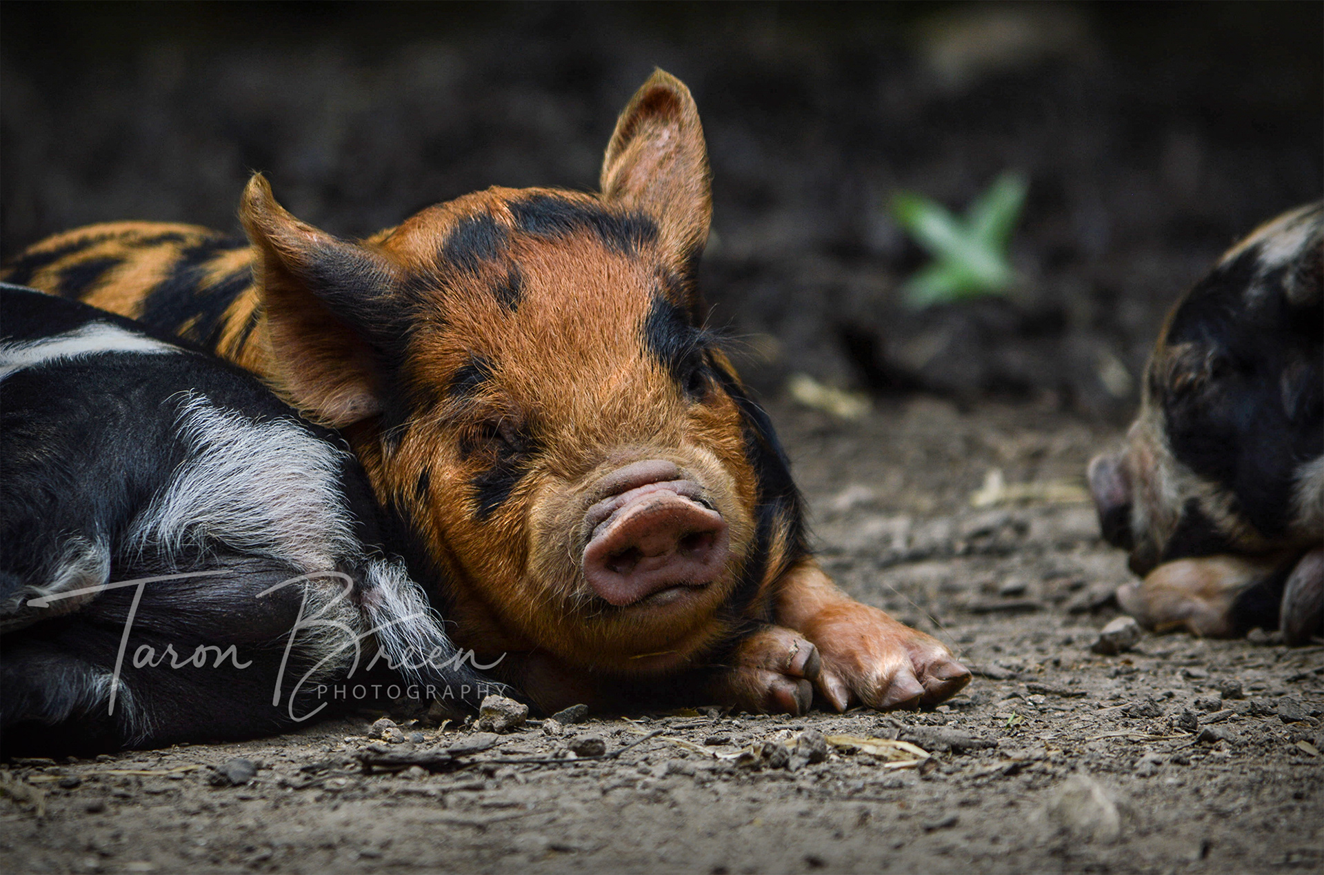 #3 | Piglets | Hamilton Zoo | Hamilton