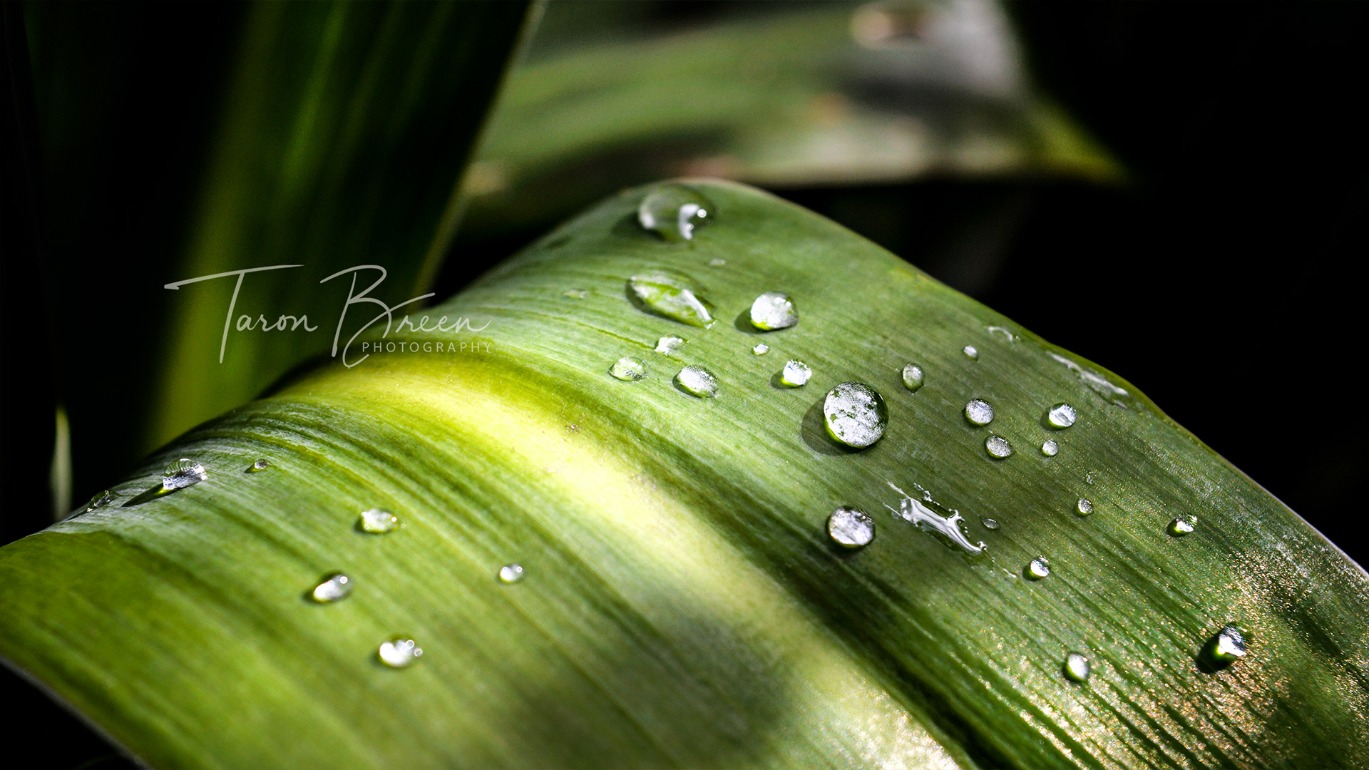 #8 | Waterdrops | Taitua Arboretum | Waikato
