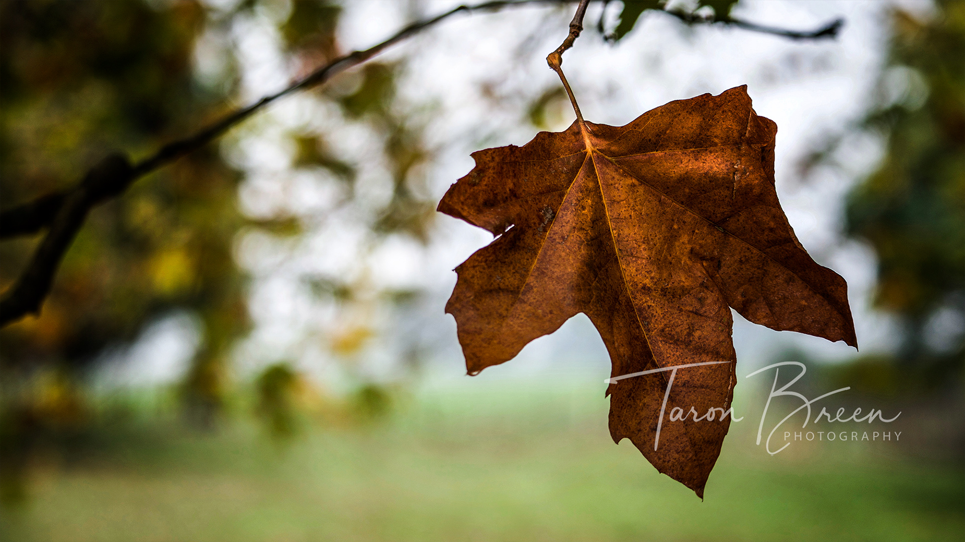 #3 | Horotiu | Waikato | New Zealand