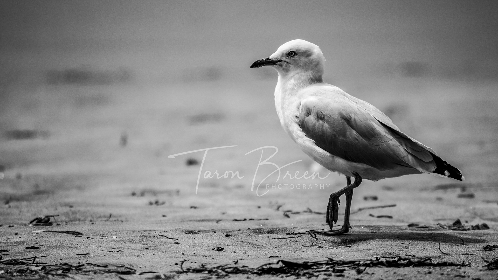 #11 | Seagull | Waihi Beach | Waihi