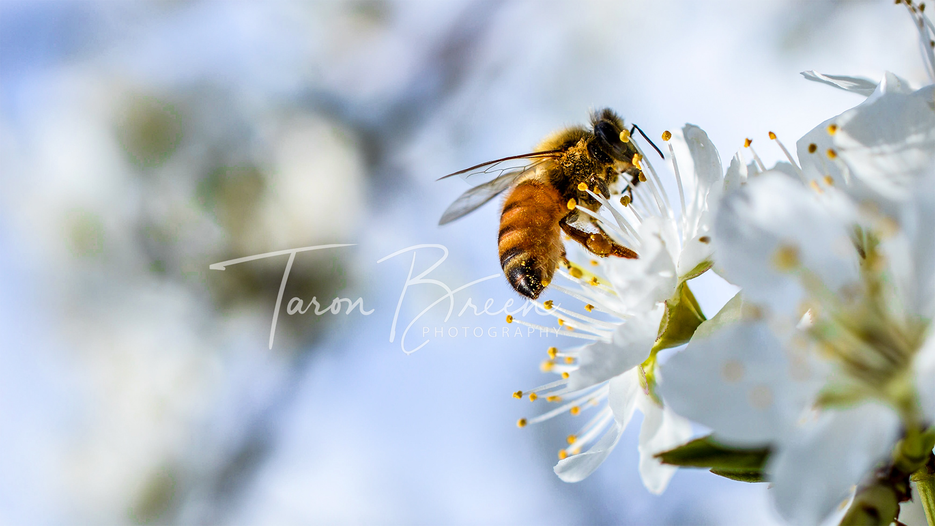 #1 | Bee | Hamilton | New Zealand