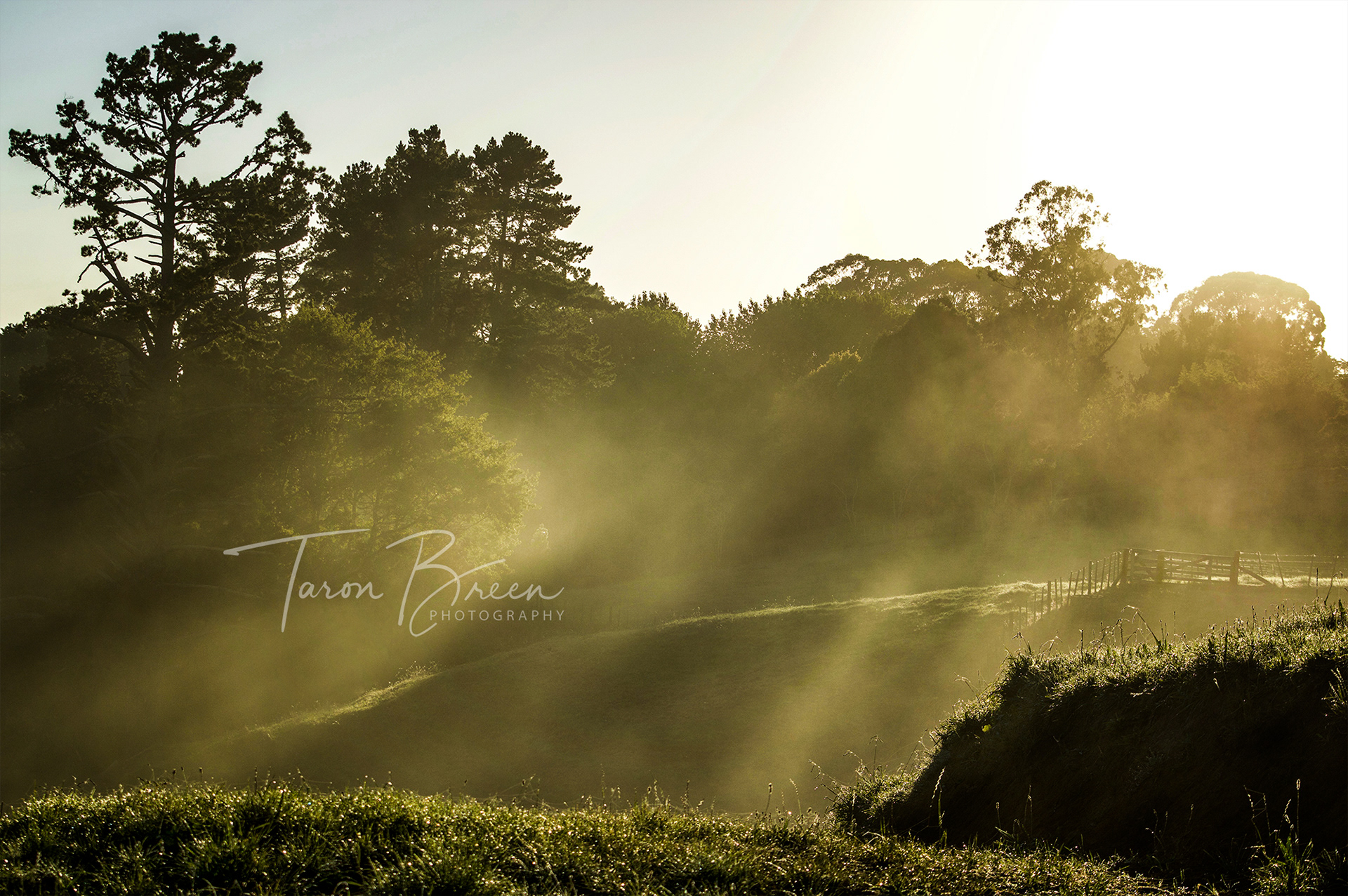 #8 | Whatawhata | Waikato | New Zealand