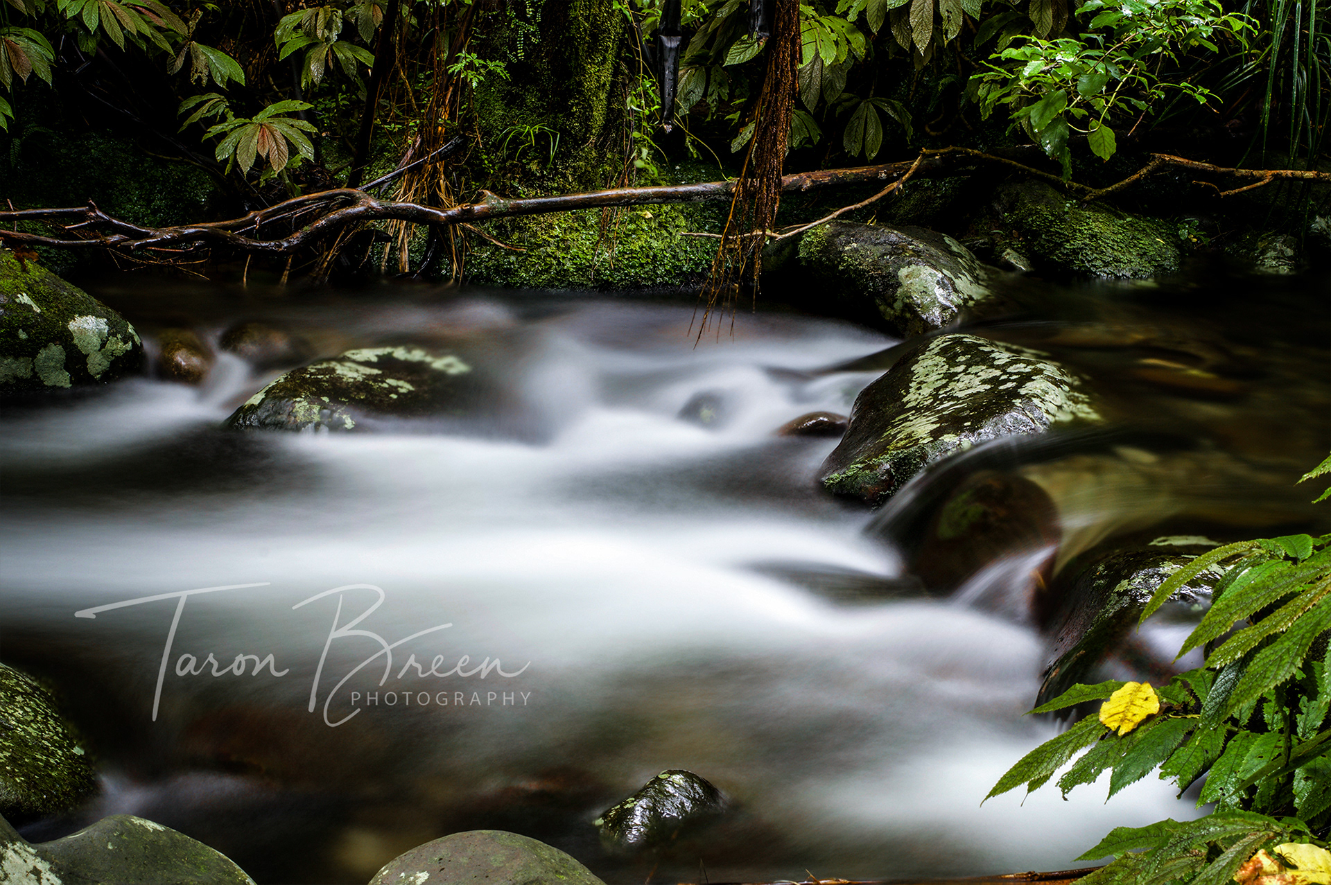 #6 | Pirongia River | Mount Pirongia | New Zealand