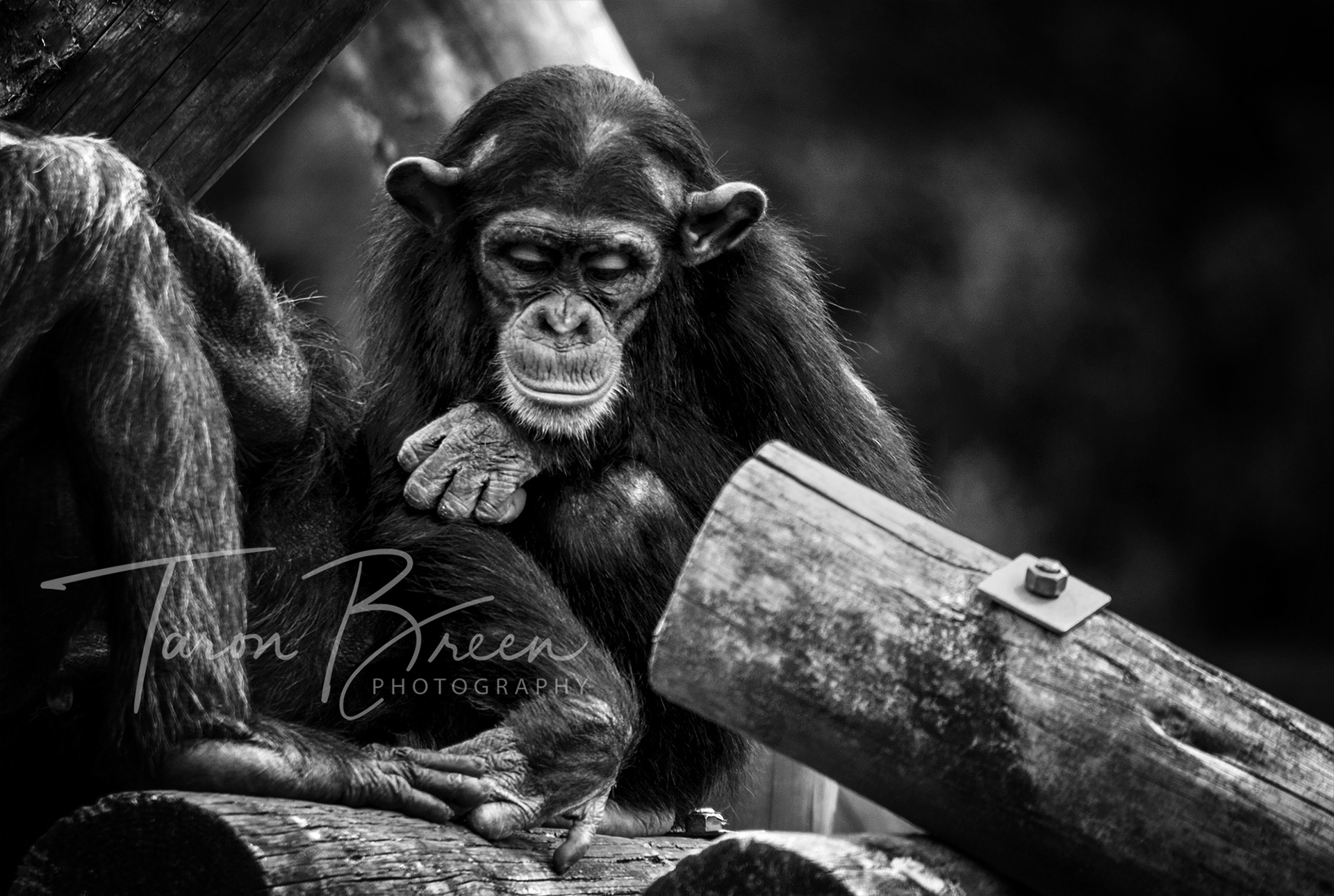 #7 | Chimpanzee | Hamilton Zoo | Hamilton