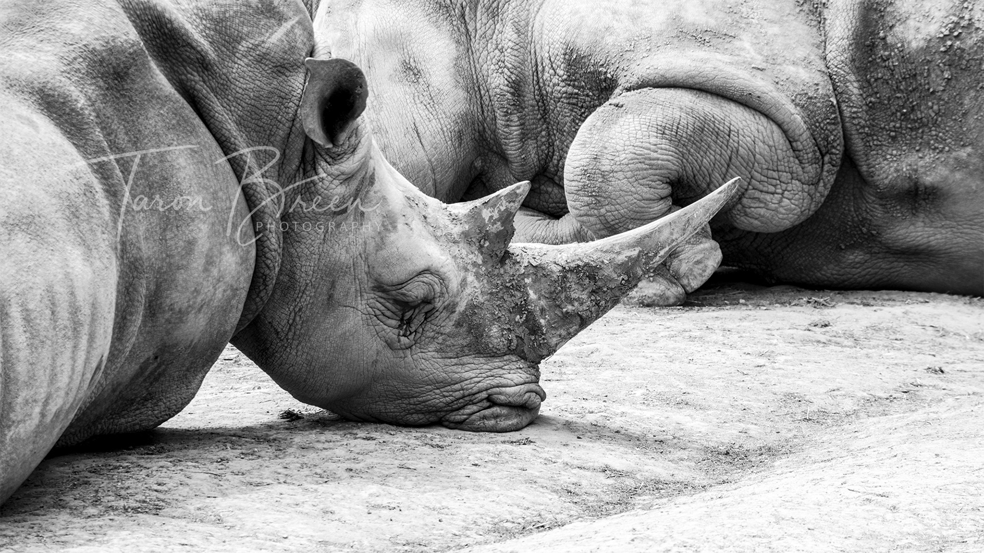 #5 | Rhinos | Hamilton Zoo | Hamilton