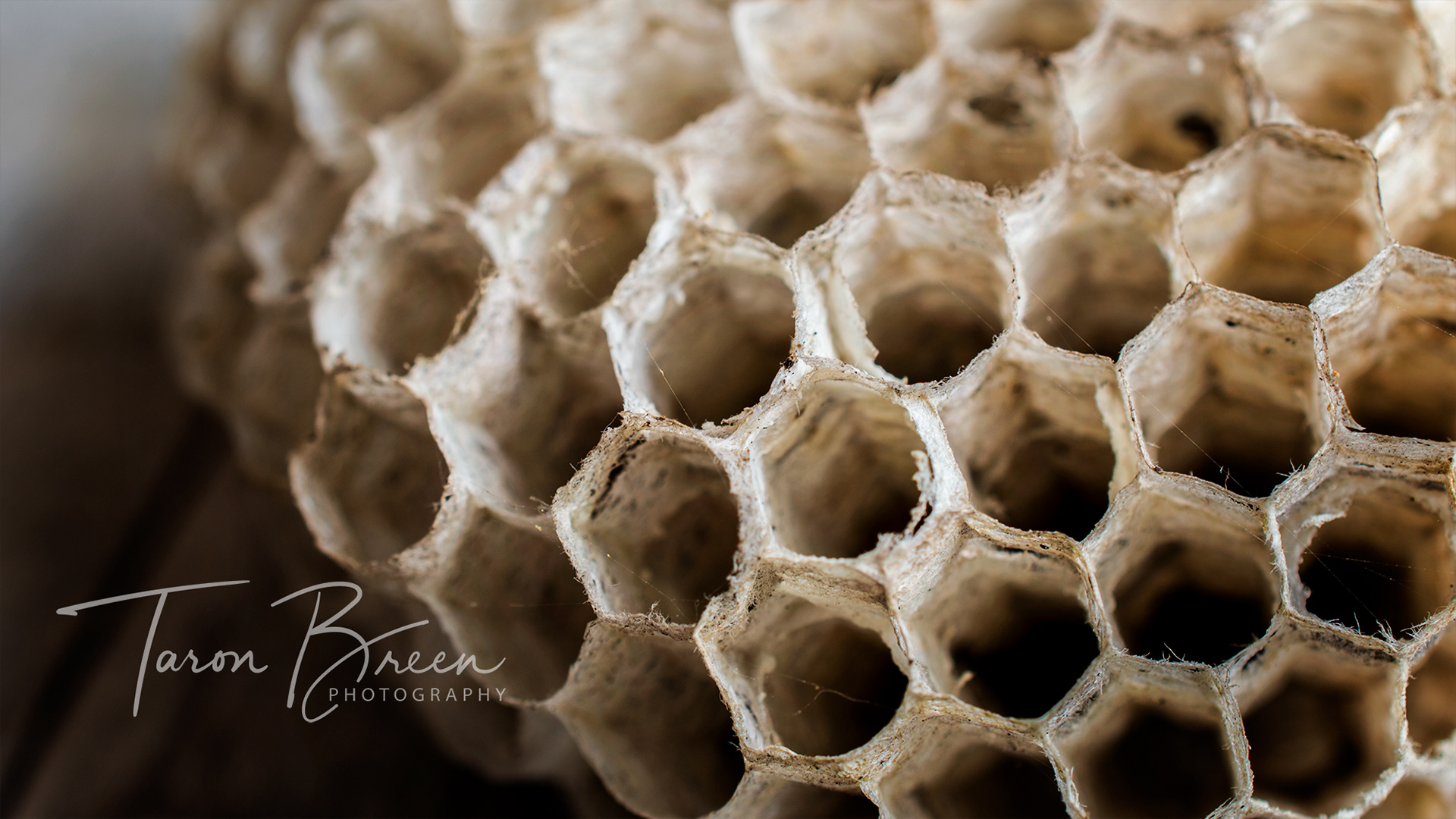 #9 | Wasp Nest | Hamilton | New Zealand