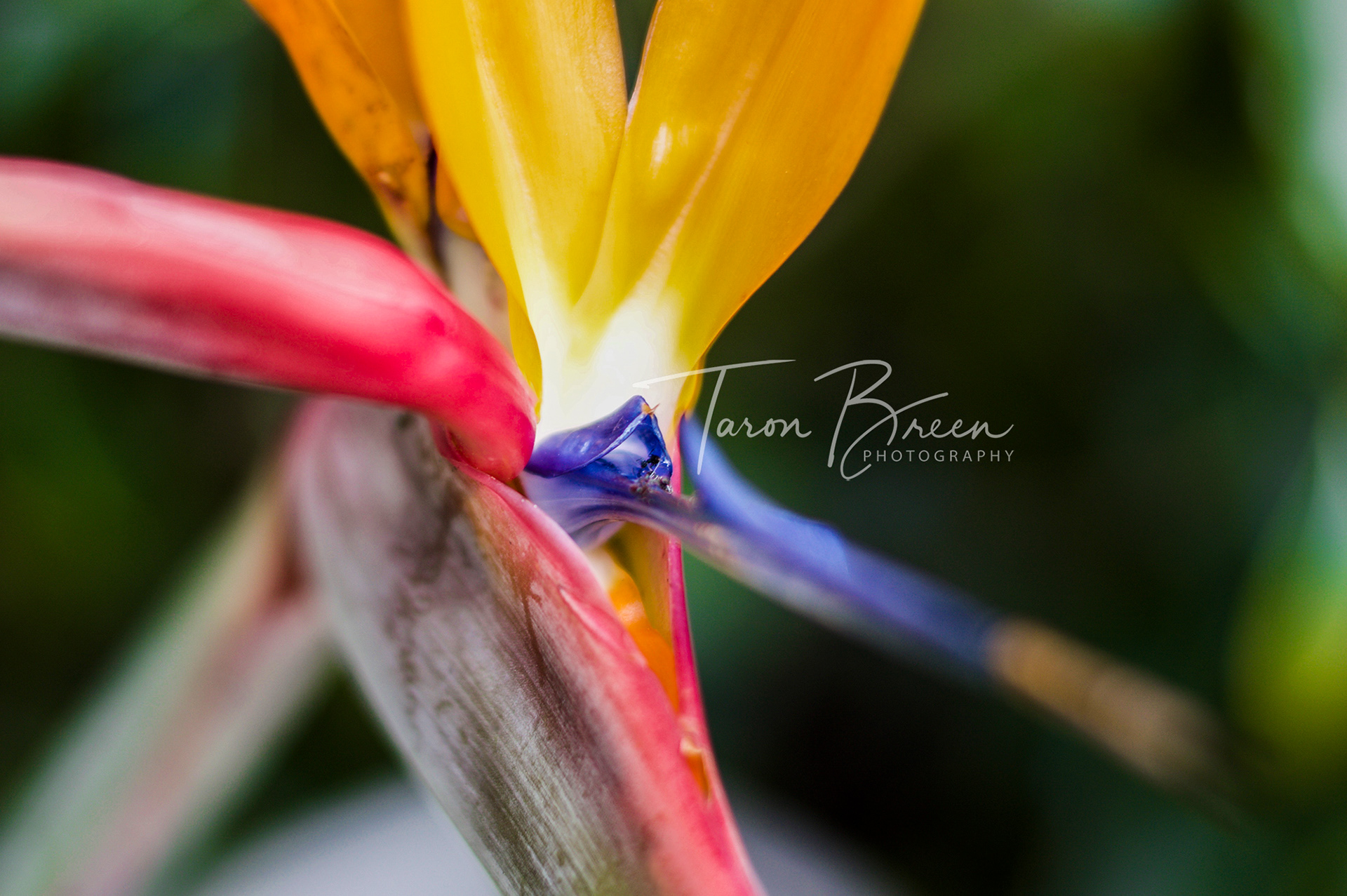 #2 | Bird Of Paradise | Hamilton | New Zealand