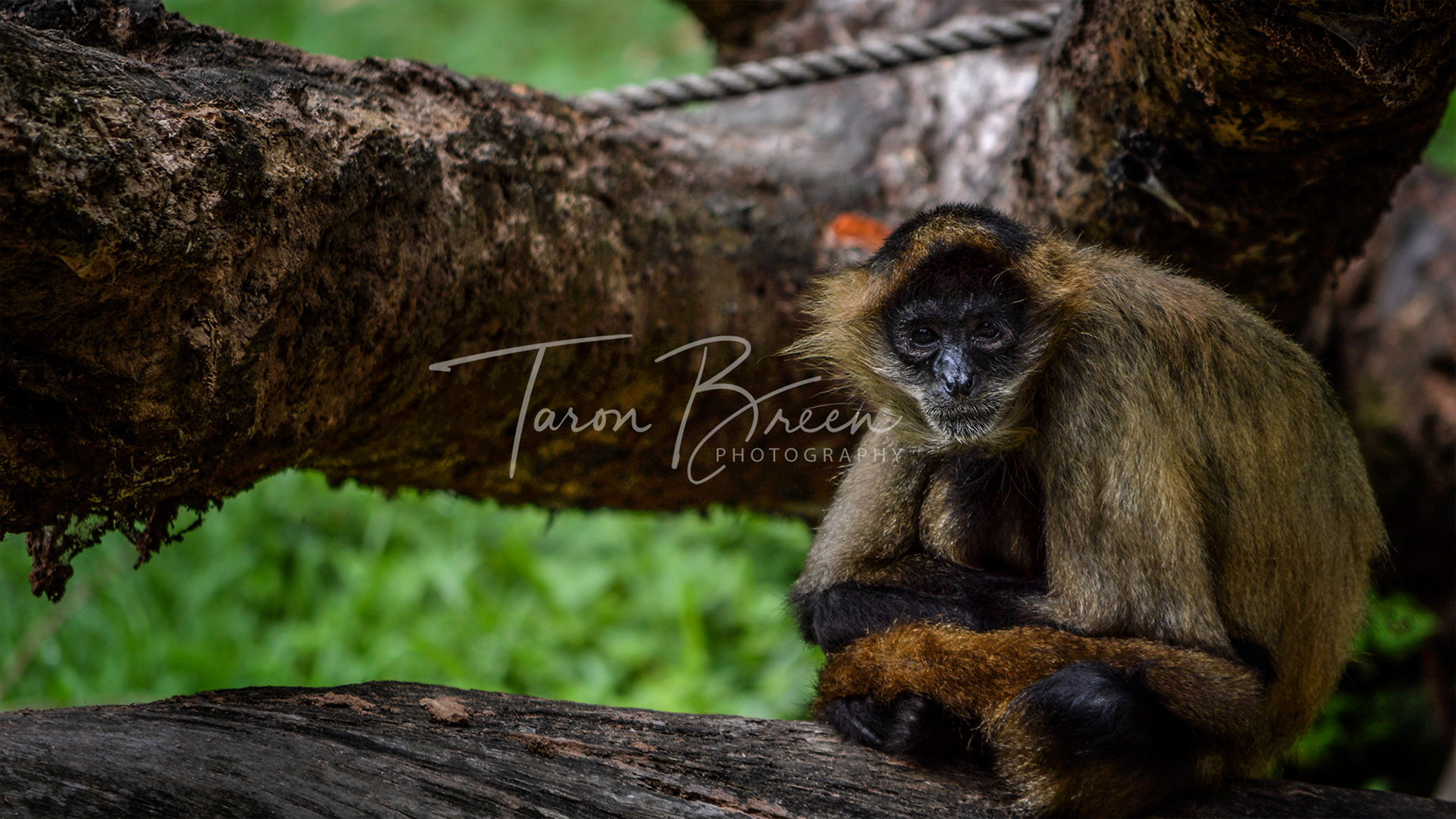 #8 | Spider Monkey | Hamilton Zoo | Hamilton