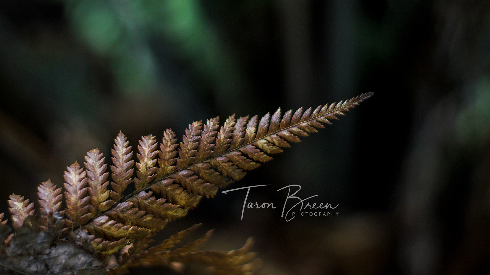 #4 | Fern | Ohakune | New Zealand