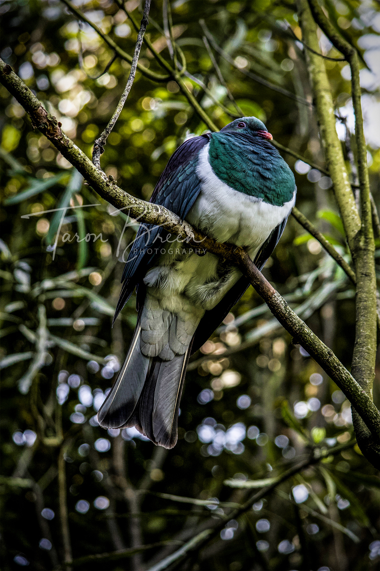 #2 | Kereru | Hamilton Zoo | Hamilton