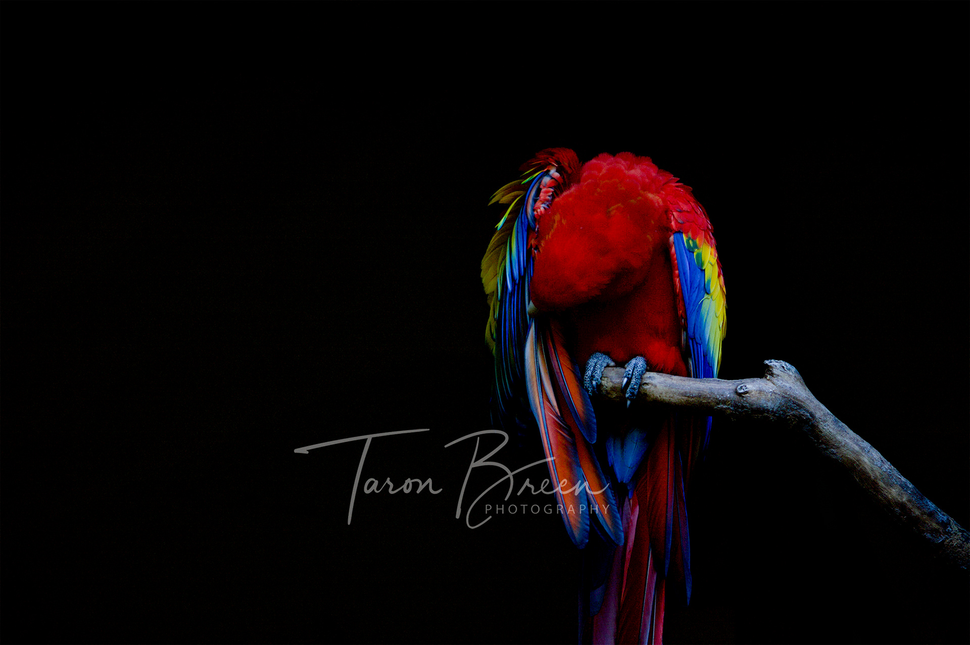 #4 | Parrot | Hamilton Zoo | Hamilton