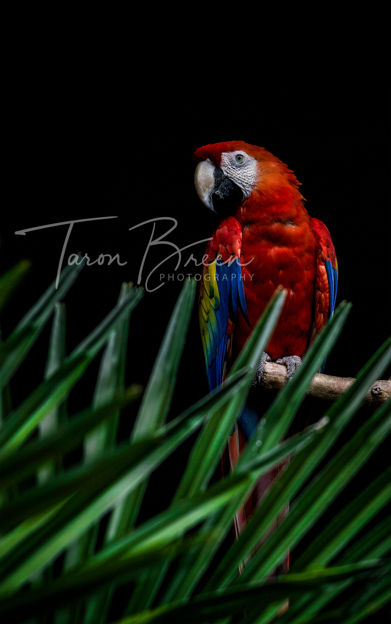 #9 | Parrot | Hamilton Zoo | Hamilton