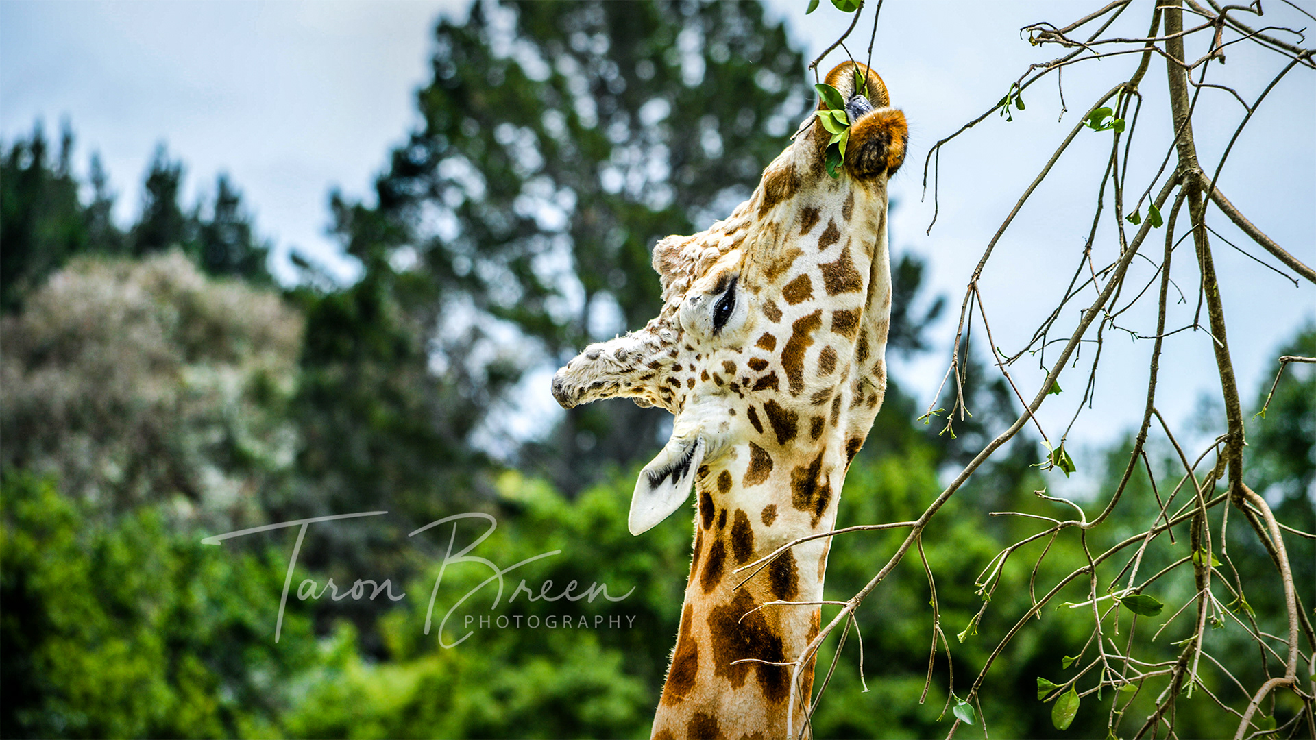 #6 | Giraffe | Hamilton Zoo | Hamilton