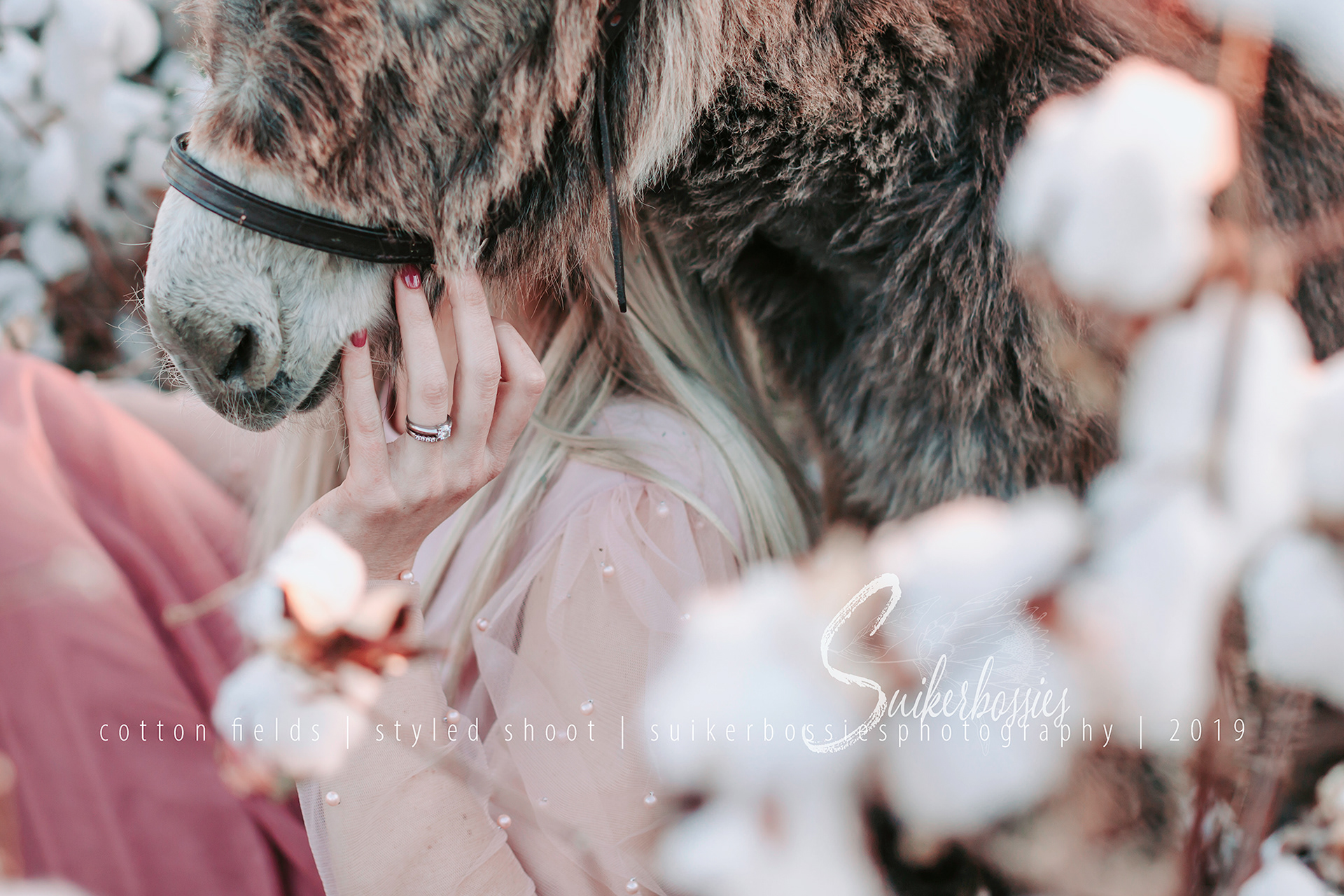 cotton fields | styled shoot | suikerbossies photography | 2019