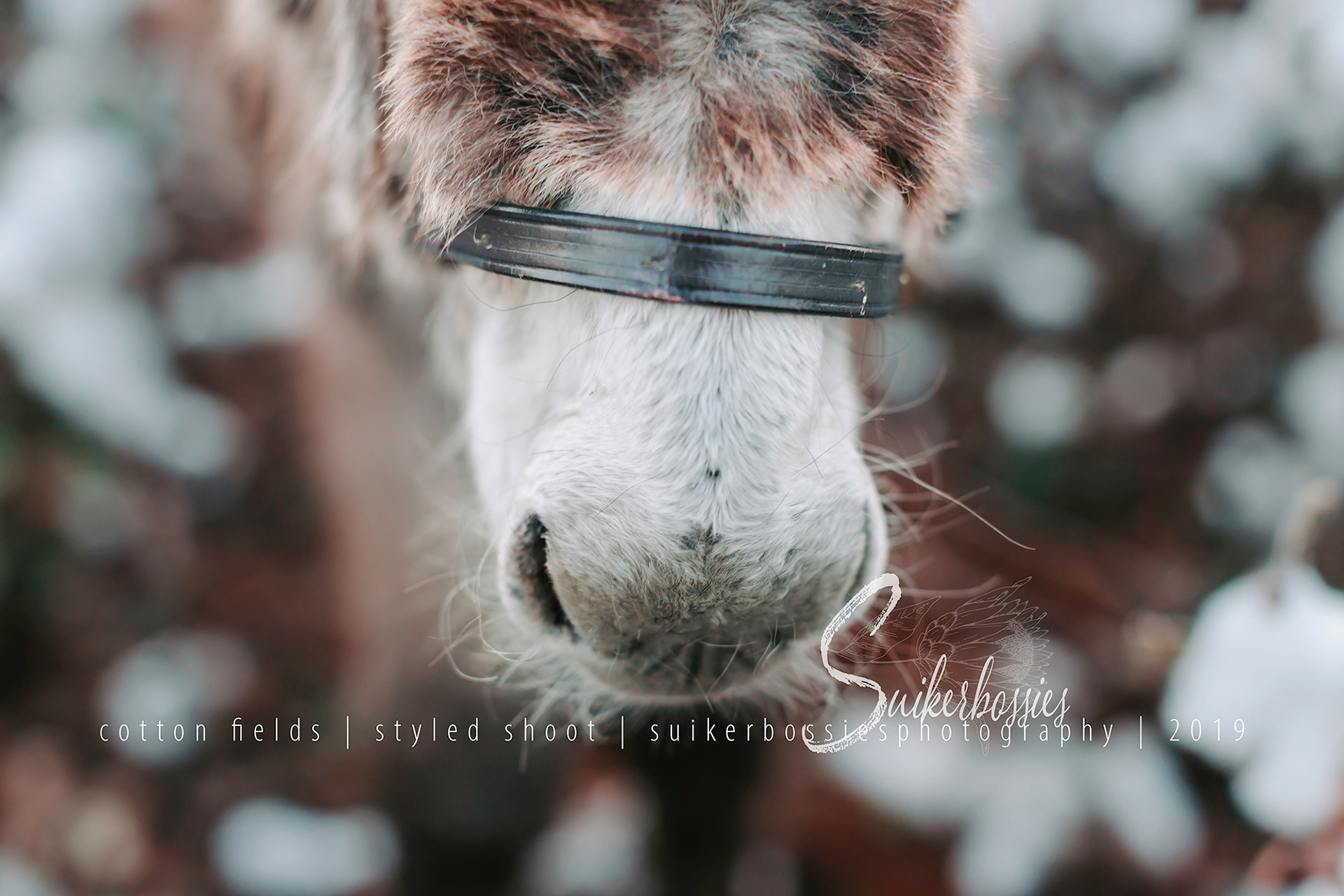 cotton fields | styled shoot | suikerbossies photography | 2019