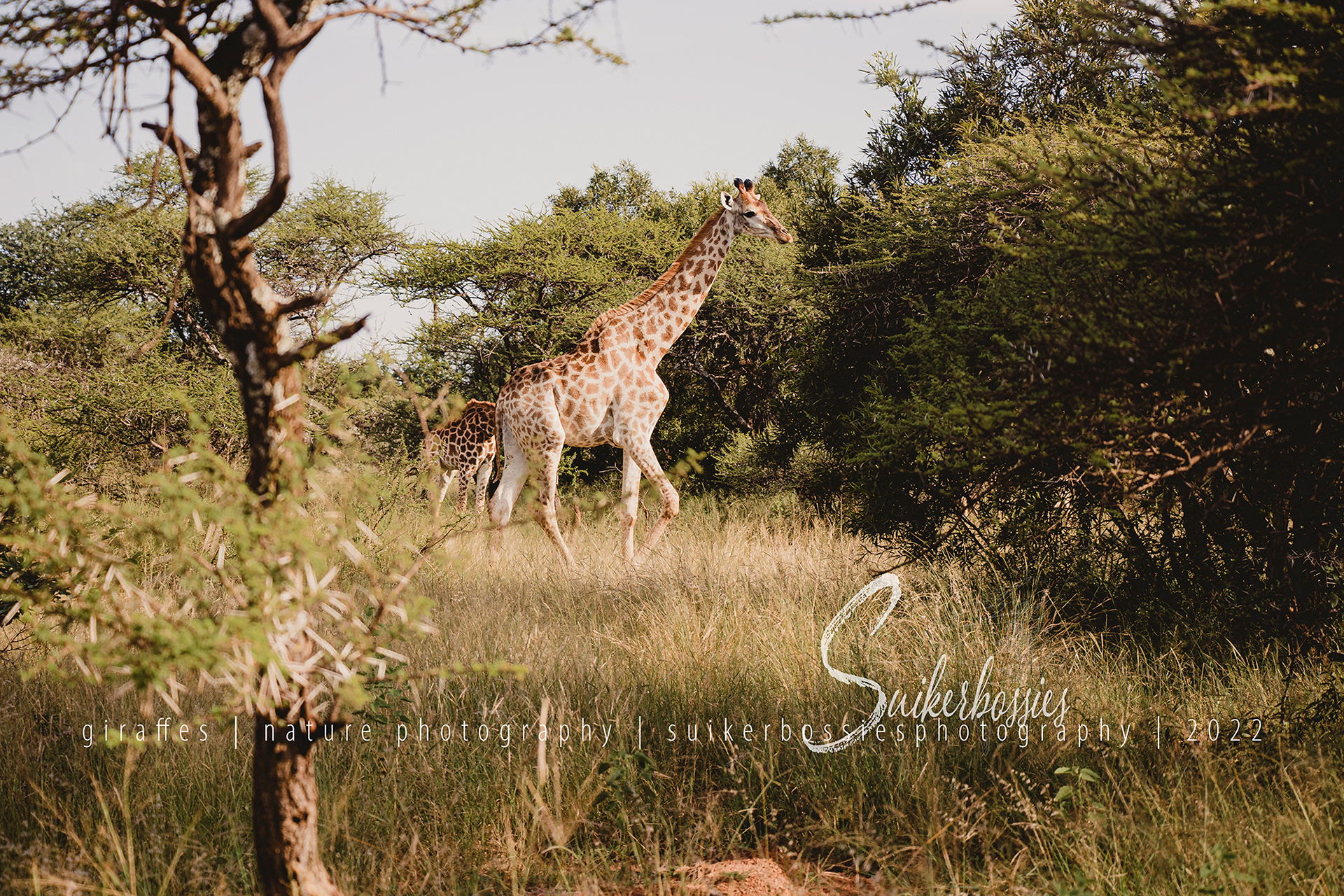 giraffe | nature photography | suikerbossies photography | 2022