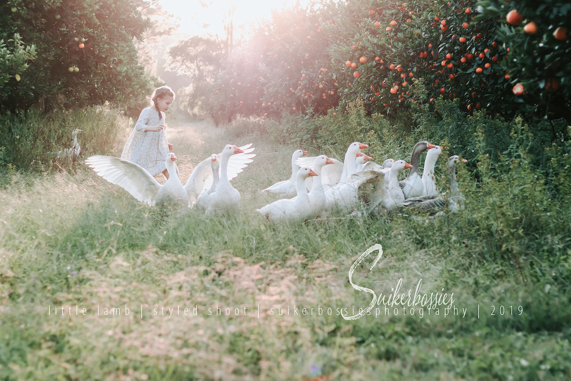 little lamb | styled shoot | suikerbossies photography | 2019