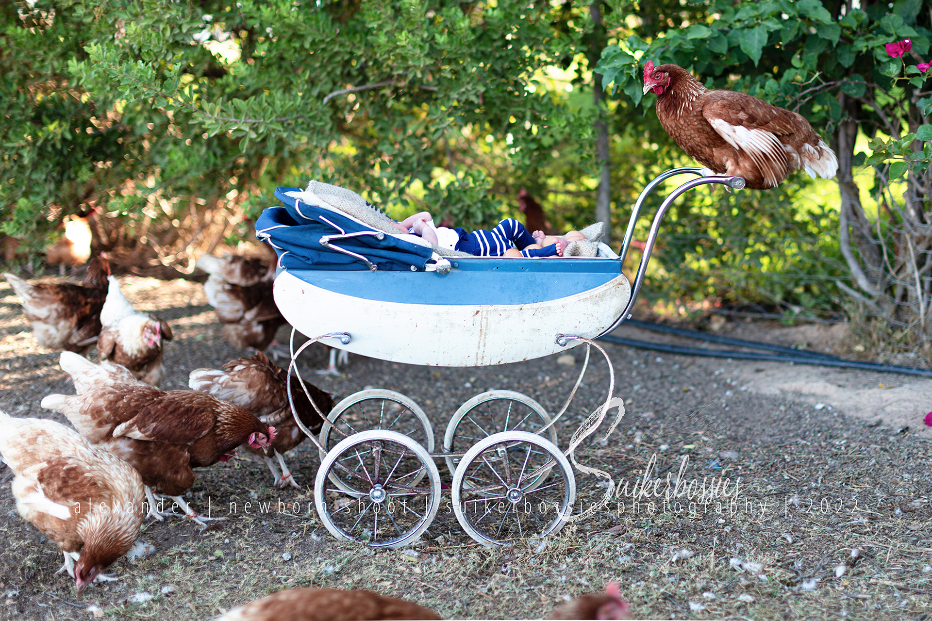 alexander | newborn shoot | suikerbossies photography | 2022