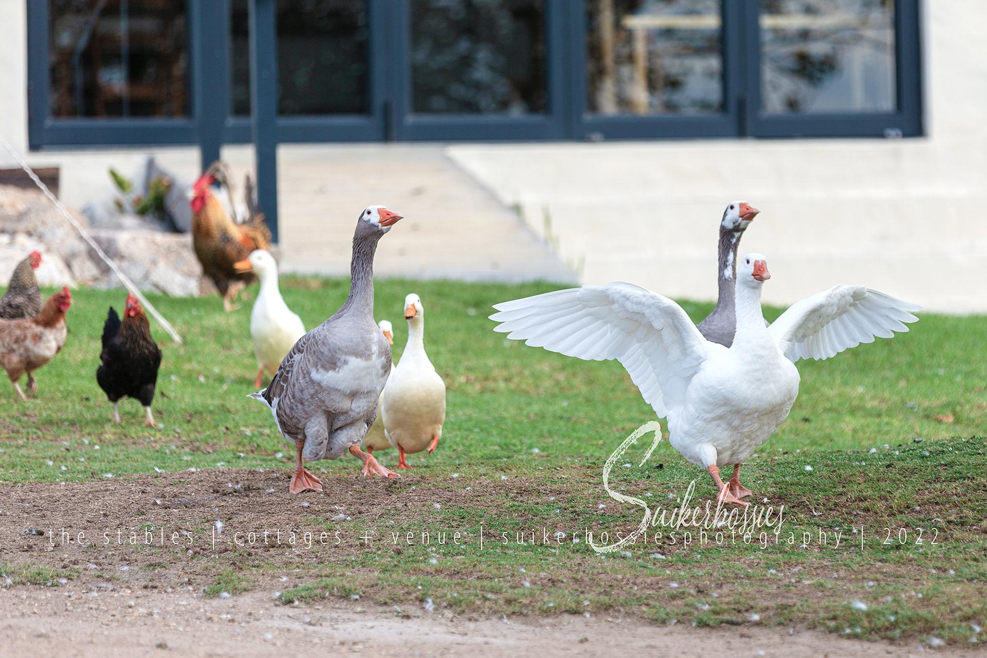 the stables | cottages + venue | suikerbossies photography | 2022 