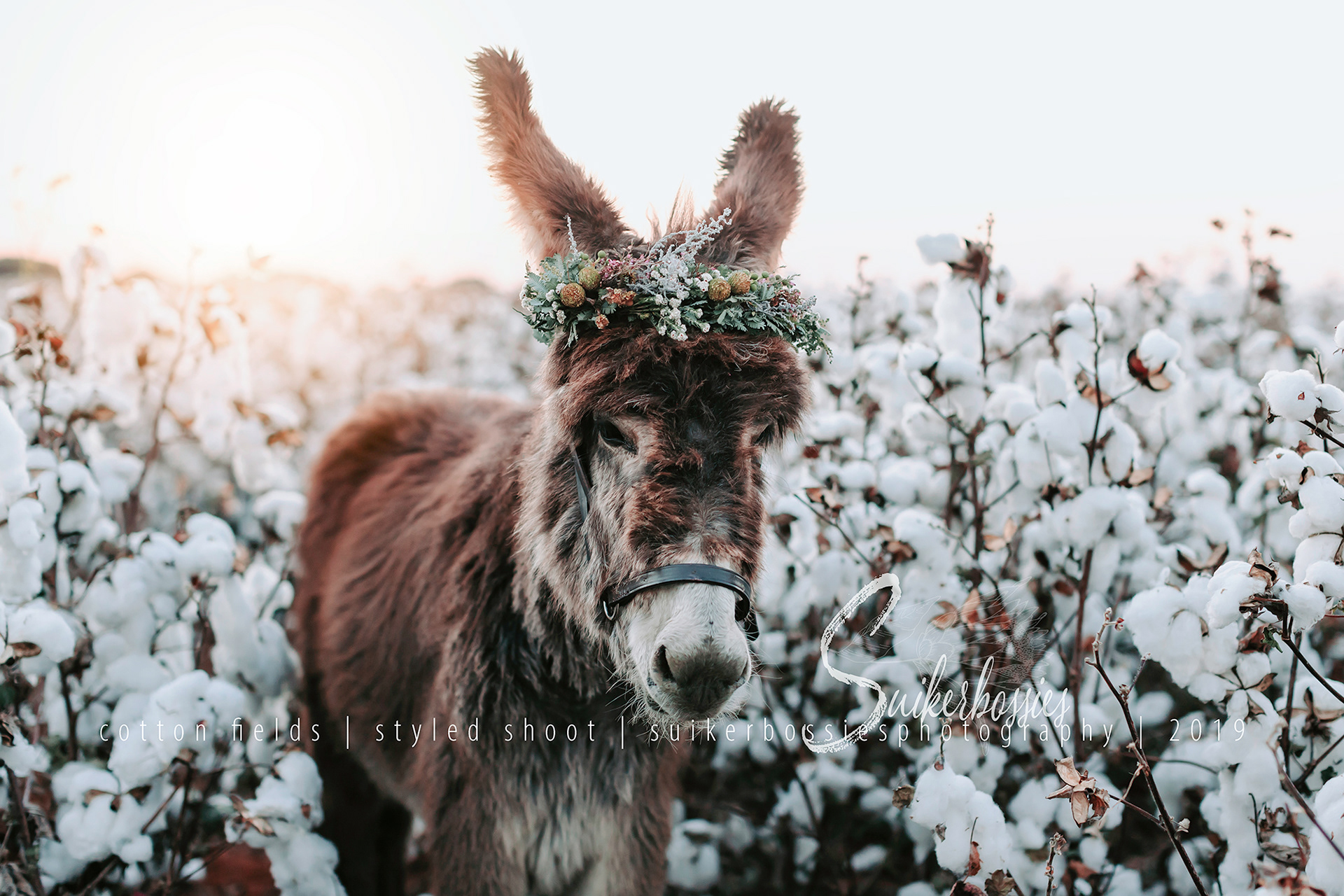 cotton fields | styled shoot | suikerbossies photography | 2019