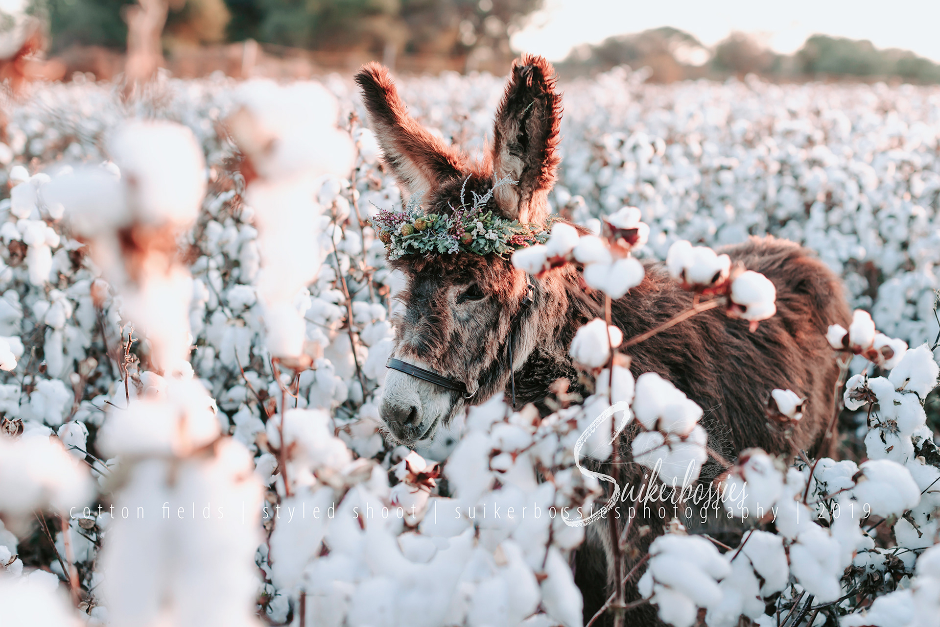 cotton fields | styled shoot | suikerbossies photography | 2019