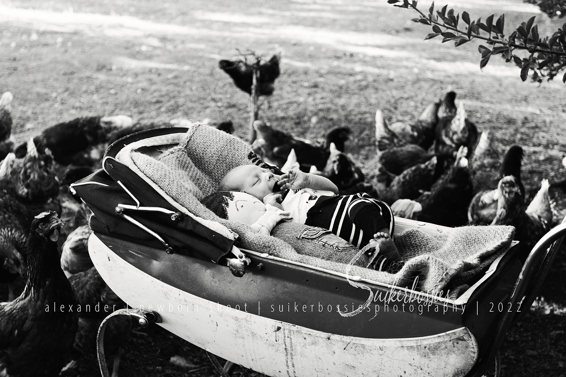 alexander | newborn shoot | suikerbossies photography | 2022