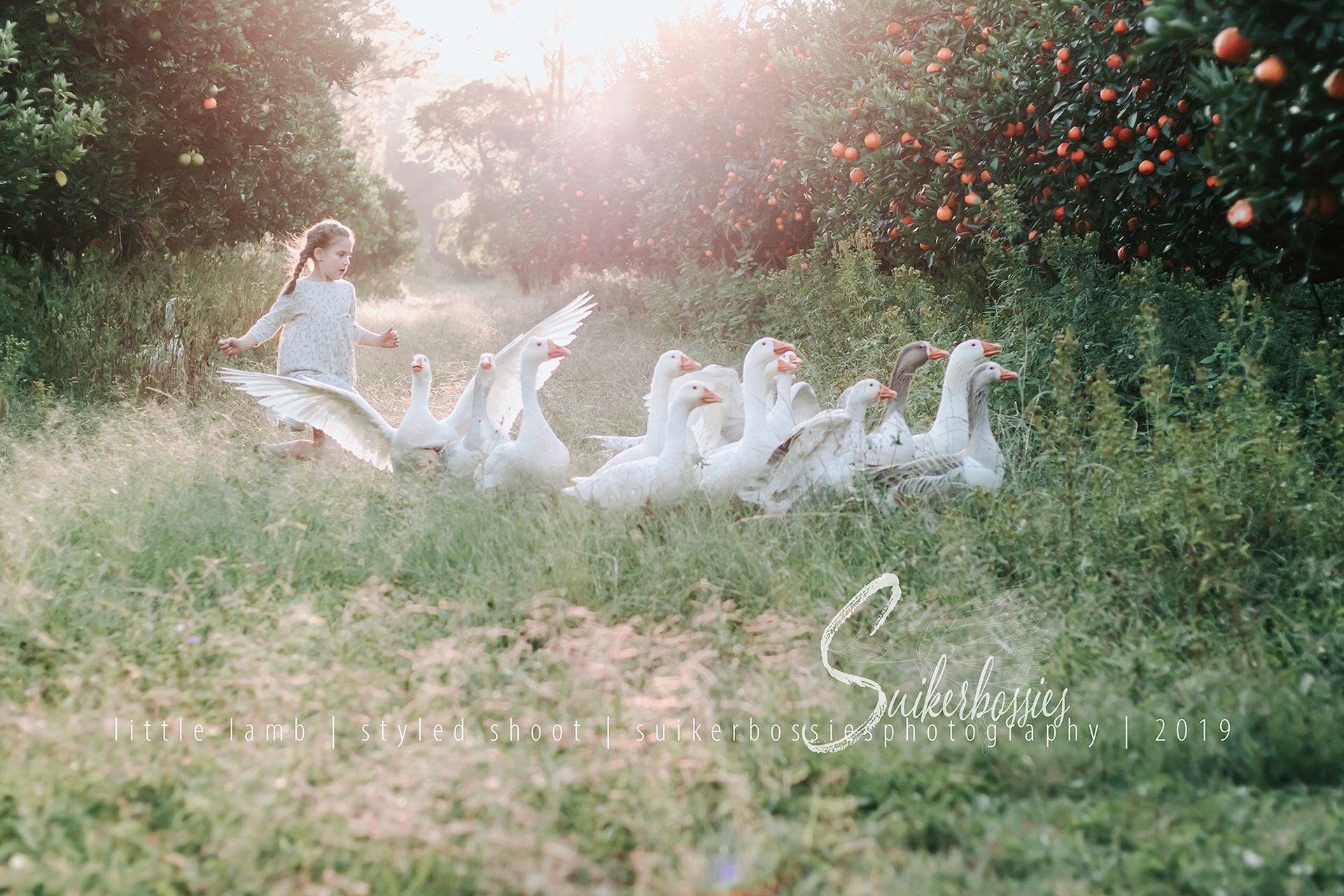 little lamb | styled shoot | suikerbossies photography | 2019