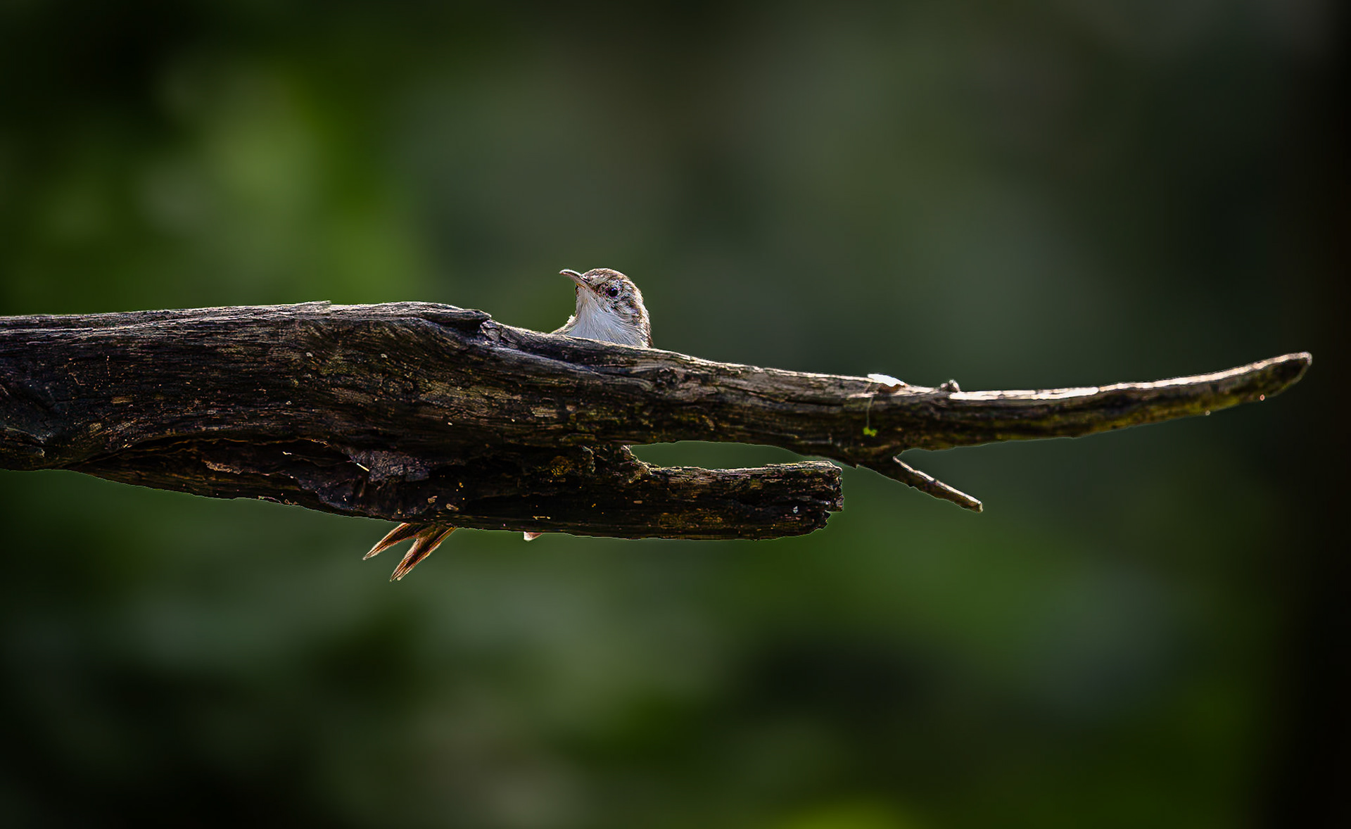 Boomkruiper / Short-toed treecreeper (Certhia brachydactyla)