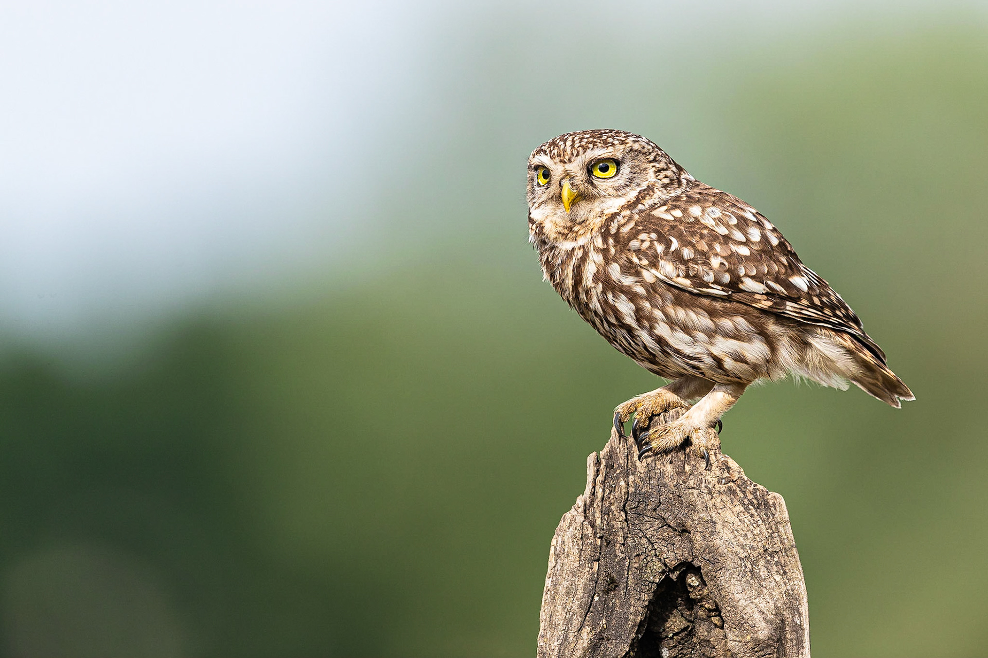 Steenuil / Little Owl (Athene noctua)
