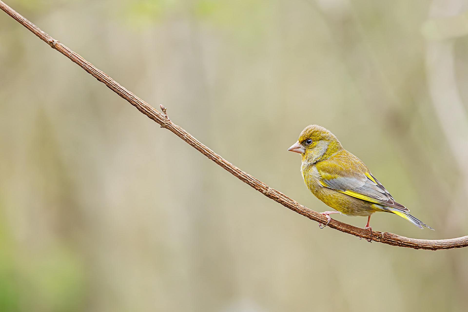 Groenling / European greenfinch (Carduelis chloris)