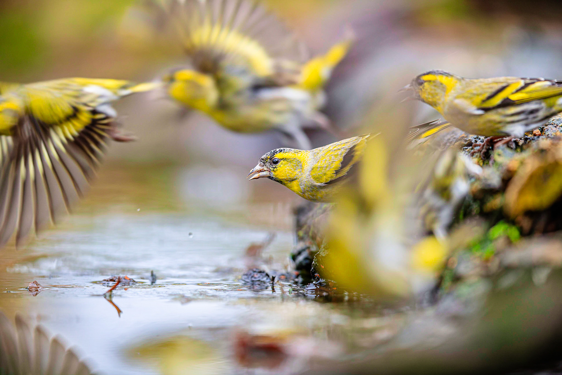 Sijs / Eurasian siskin (Spinus spinus)