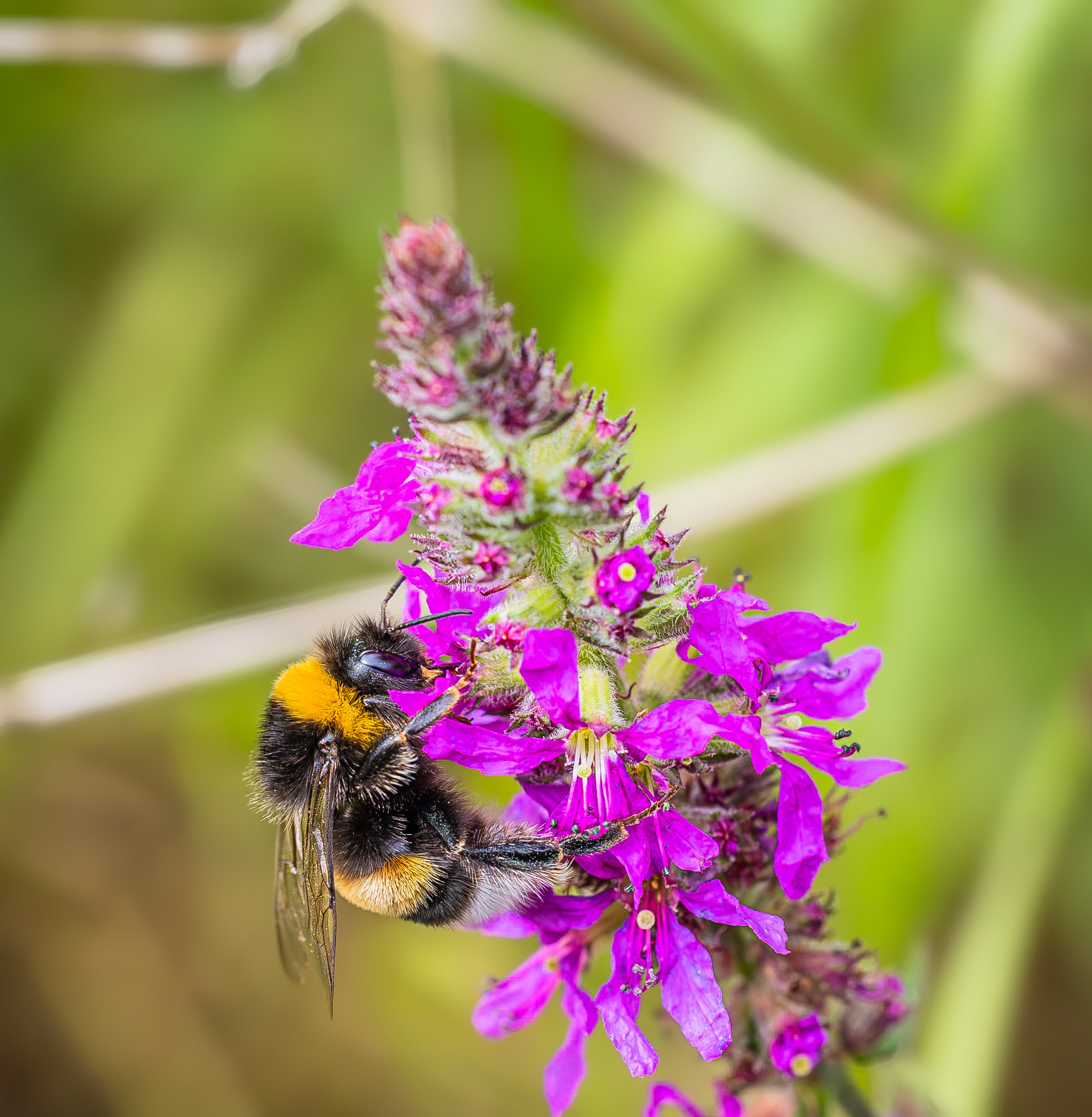 Aardhommel / Large earth bumblebee (Bombus terrestris)