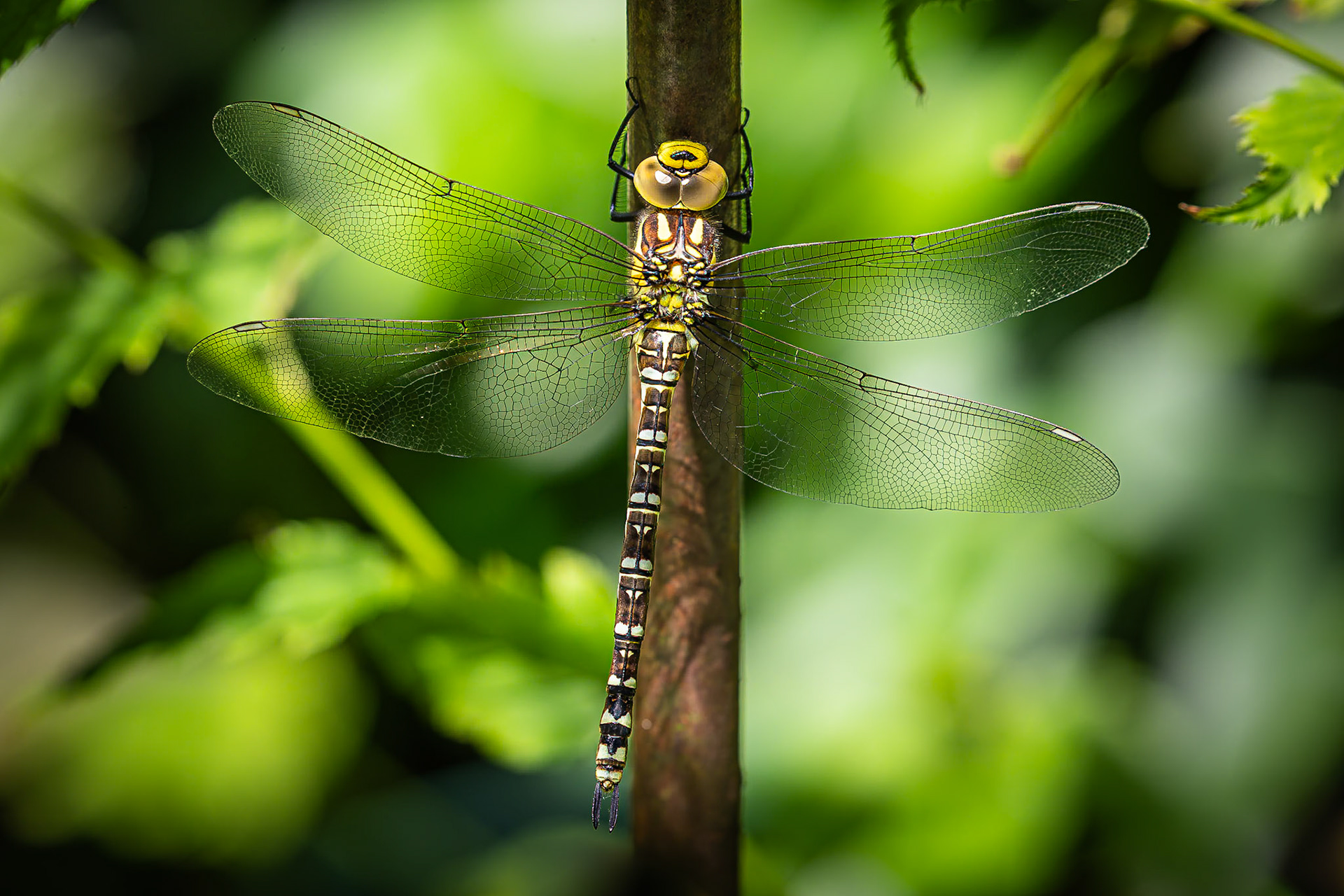 Blauwe glazenmaker / Southern hawker (Aeshna cyanea)